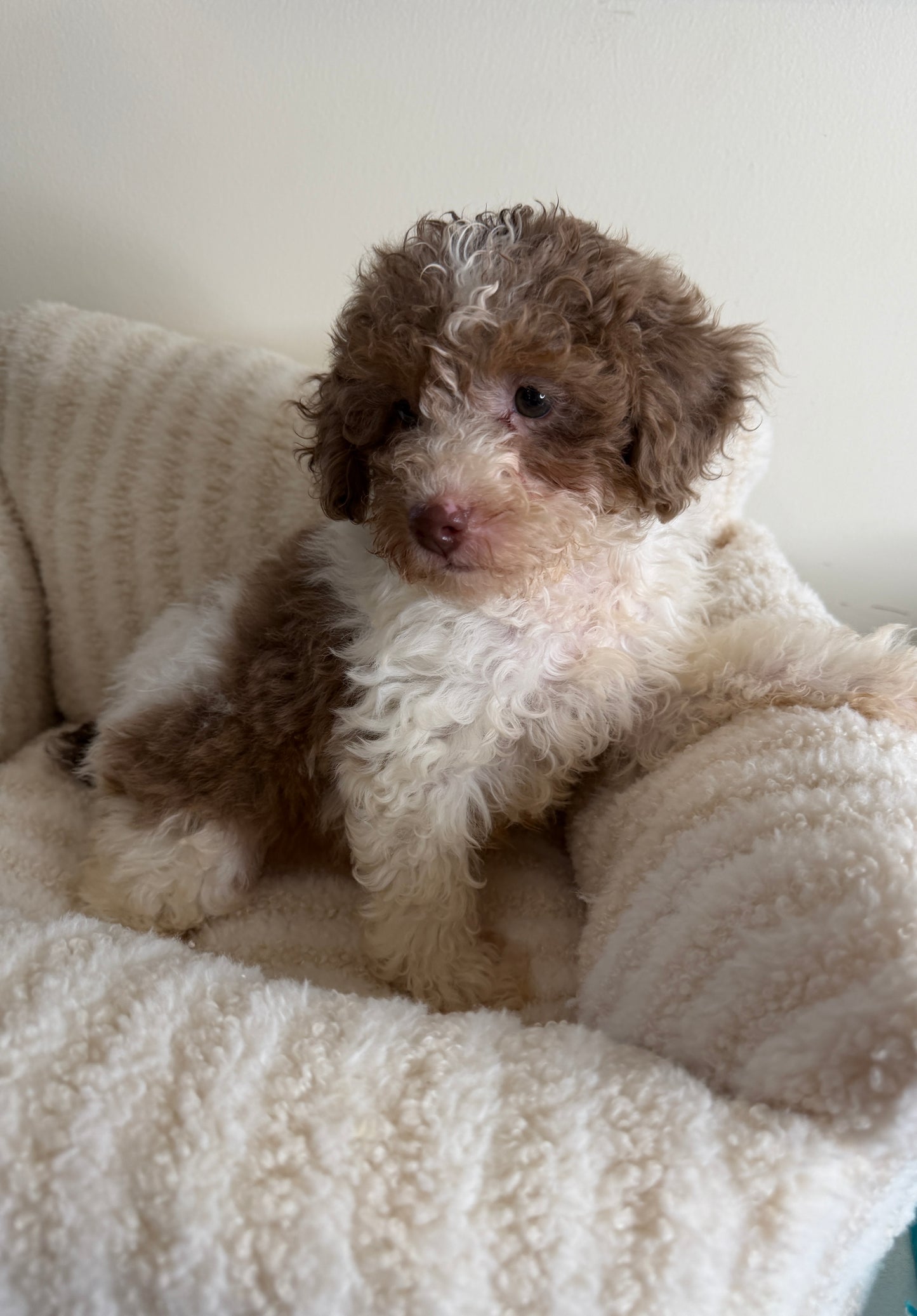 Chase 💙 | Male Toy Poodle