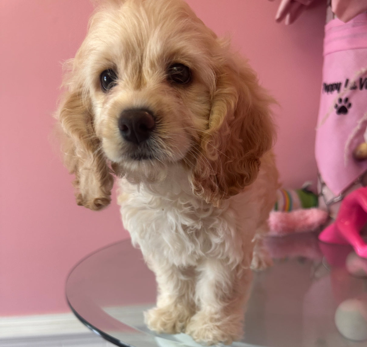 “Luna” ICA Cockapoo