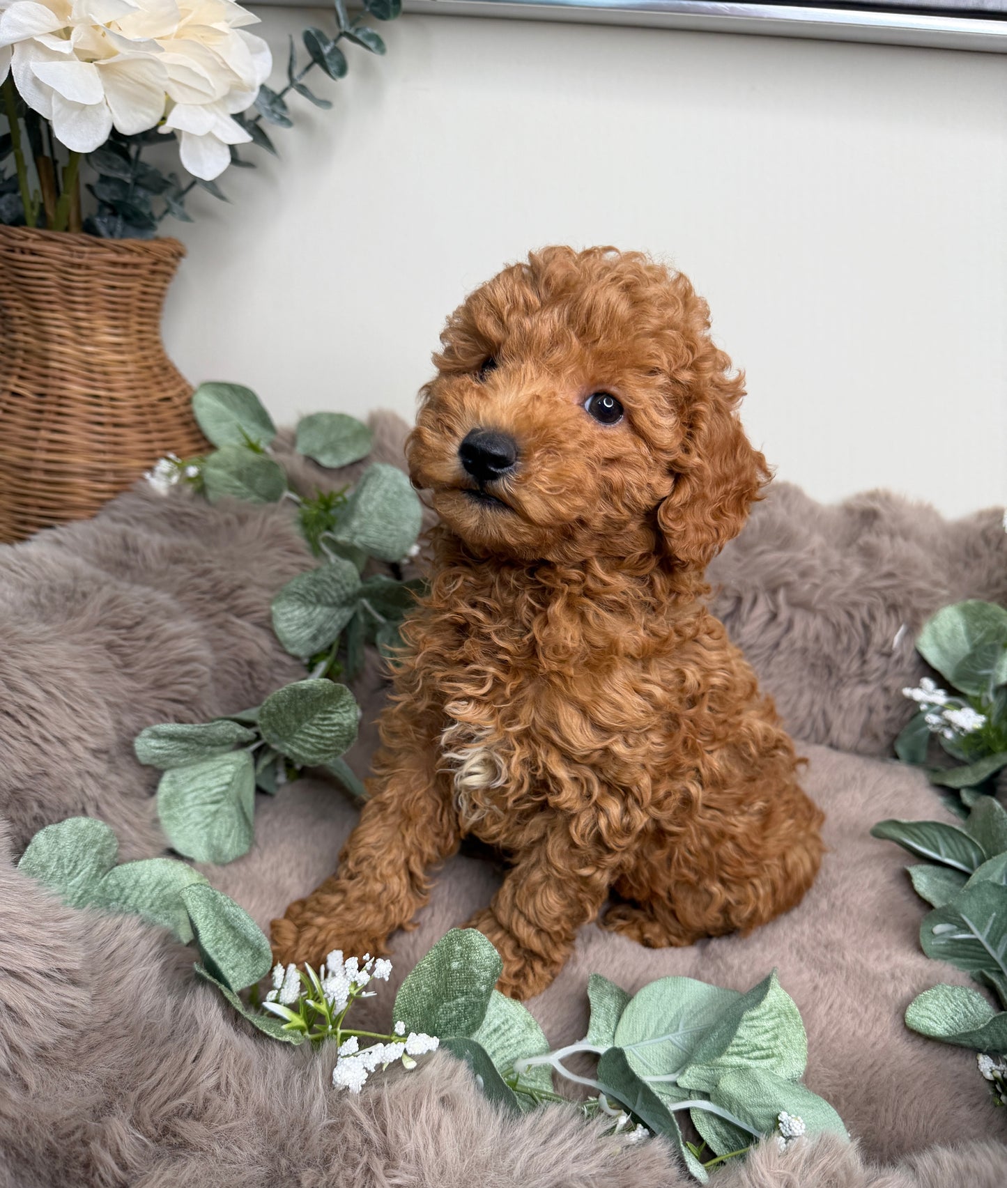 Honey 🍯 | Female Goldendoodle Puppy