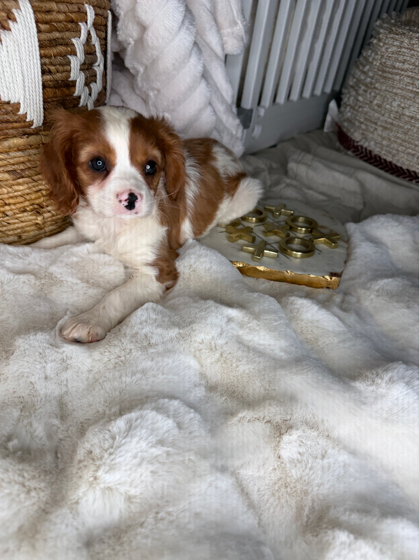 Leo: Male Cavalier King Charles Spaniel