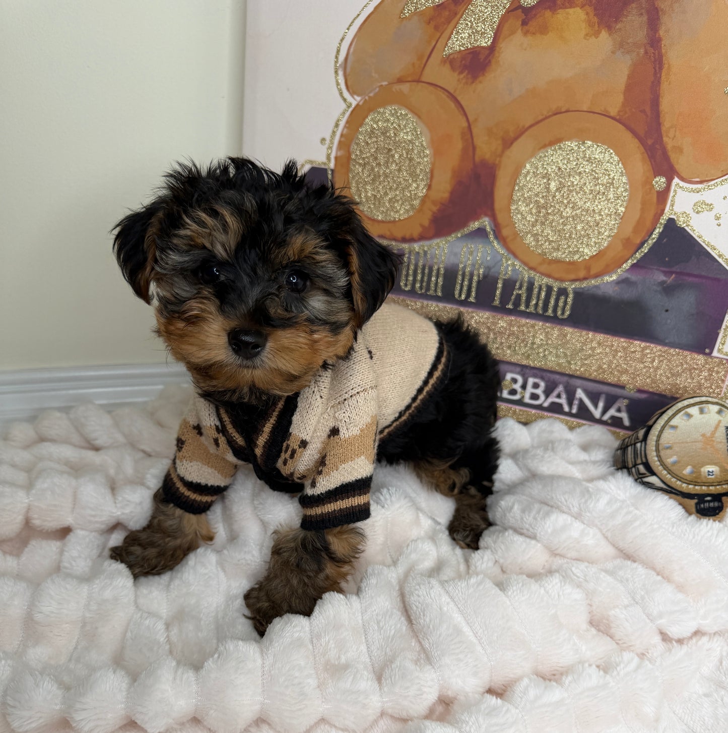 Kensington ✨Male Yorkiepoo