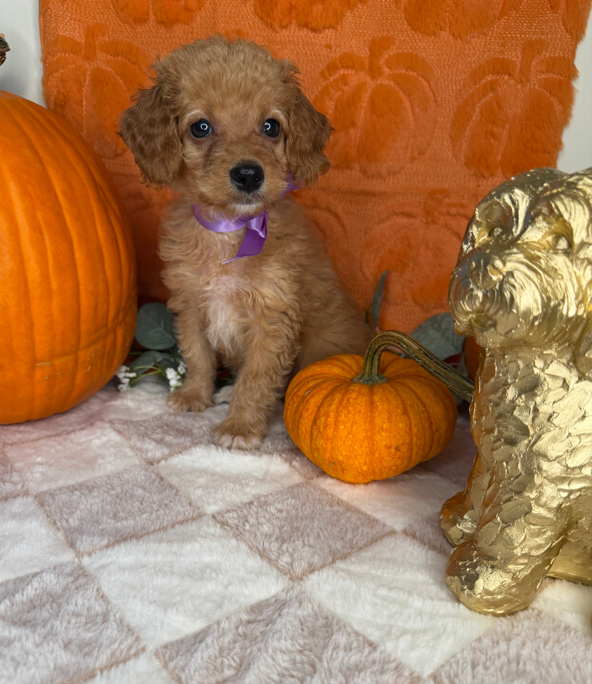 Penelope: Toy Poodle