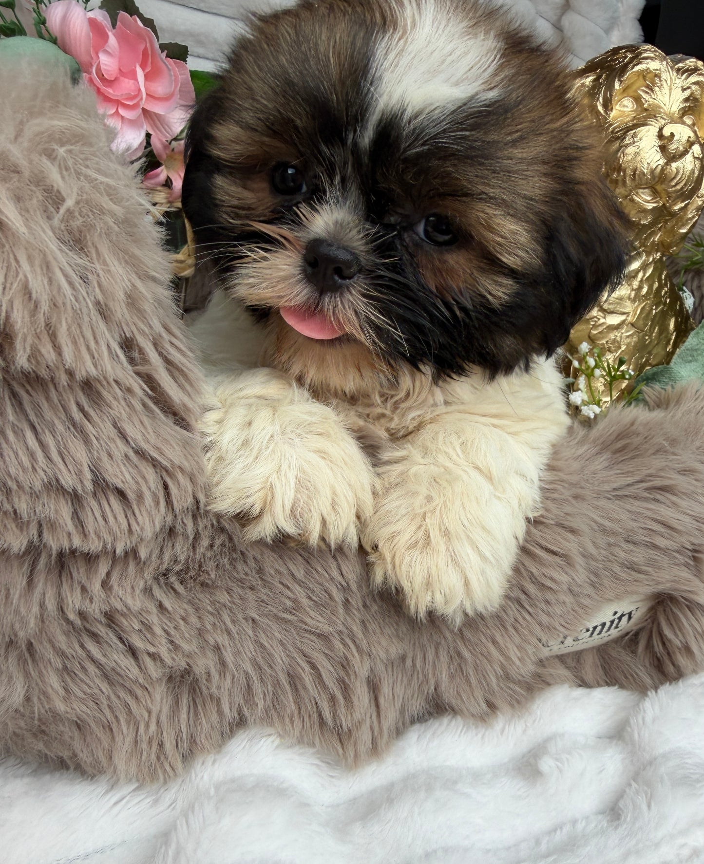 Chyna 🤍 | Female Teddy Bear Puppy
