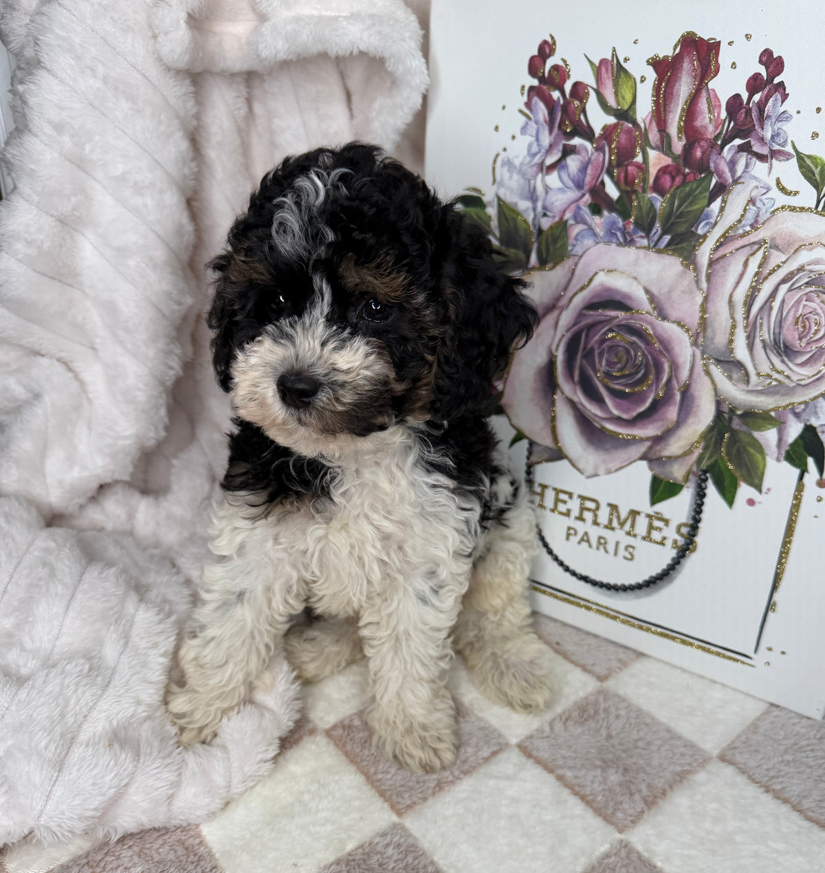 Snickers 🧸 | Male Toy Poodle Puppy