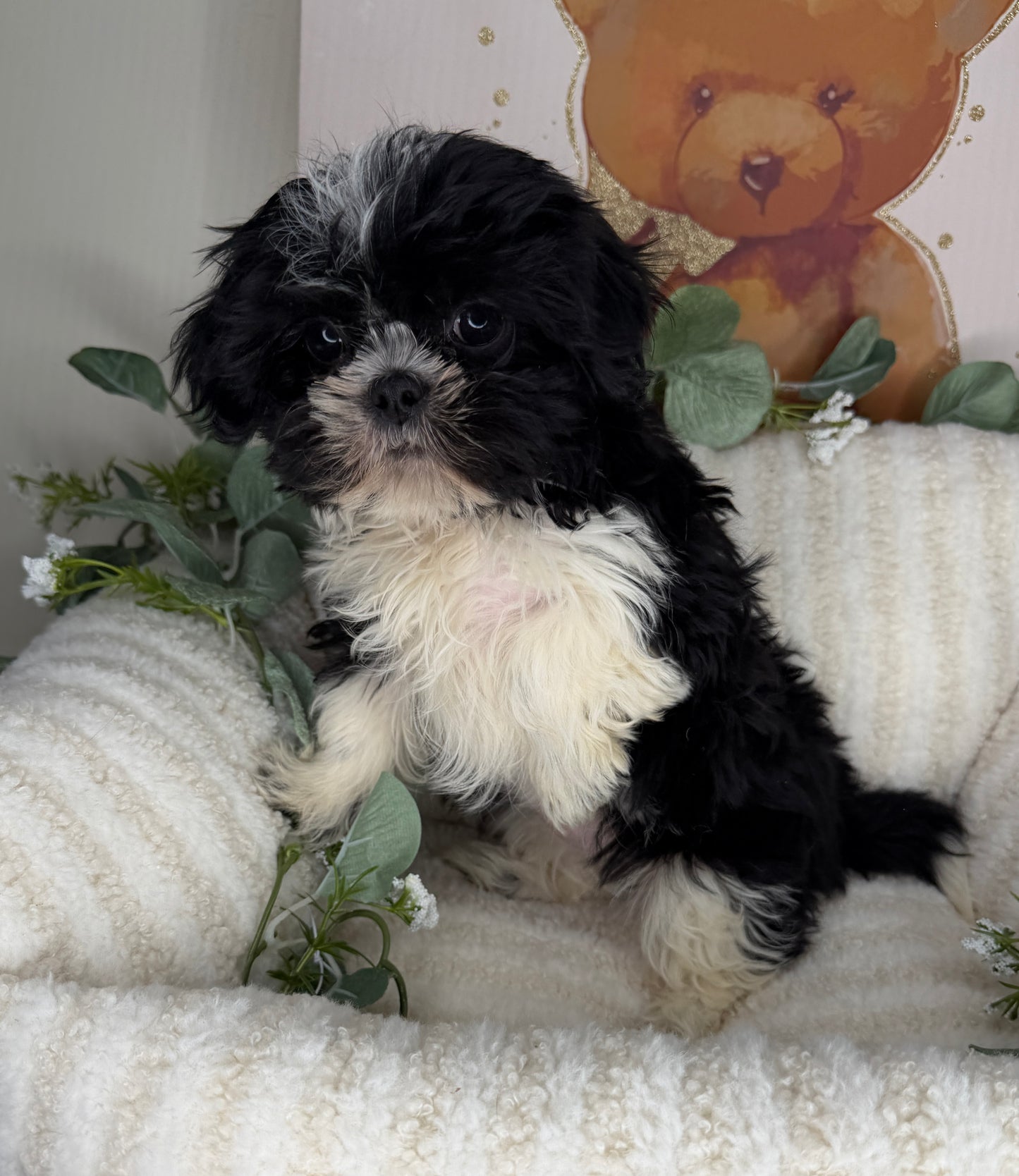 Jacob 🧸 | Male Teddy Bear Puppy