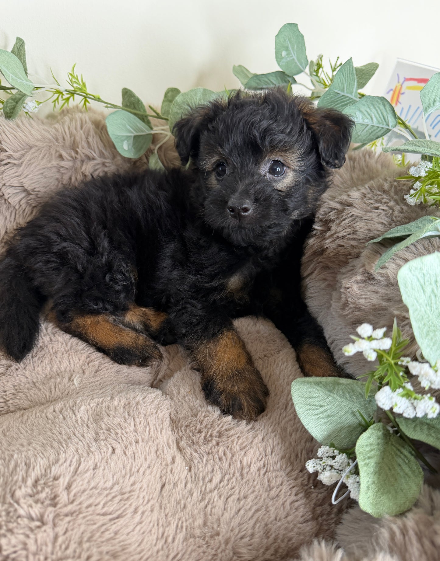Versace ✨ | Male PomaPoo Puppy