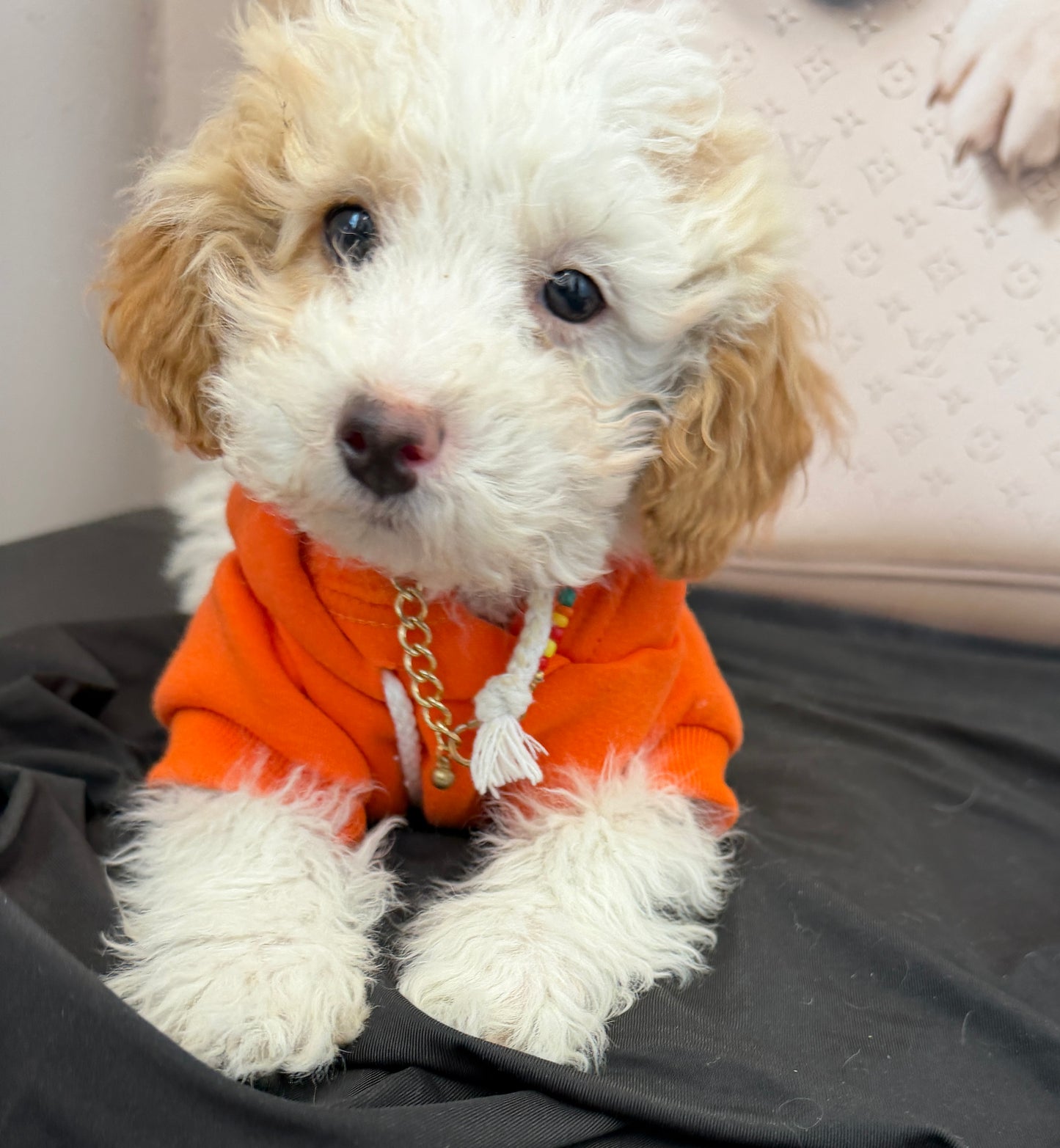 “Bella Mae” Toy Poodle • Female✨