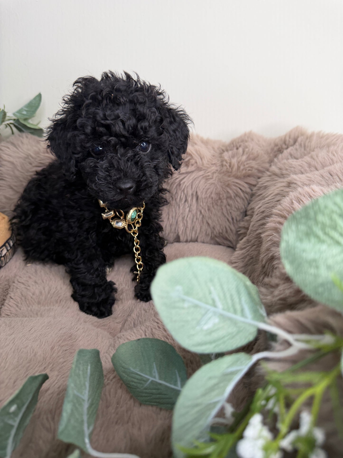 Diva 🖤 | Female Toy Poodle