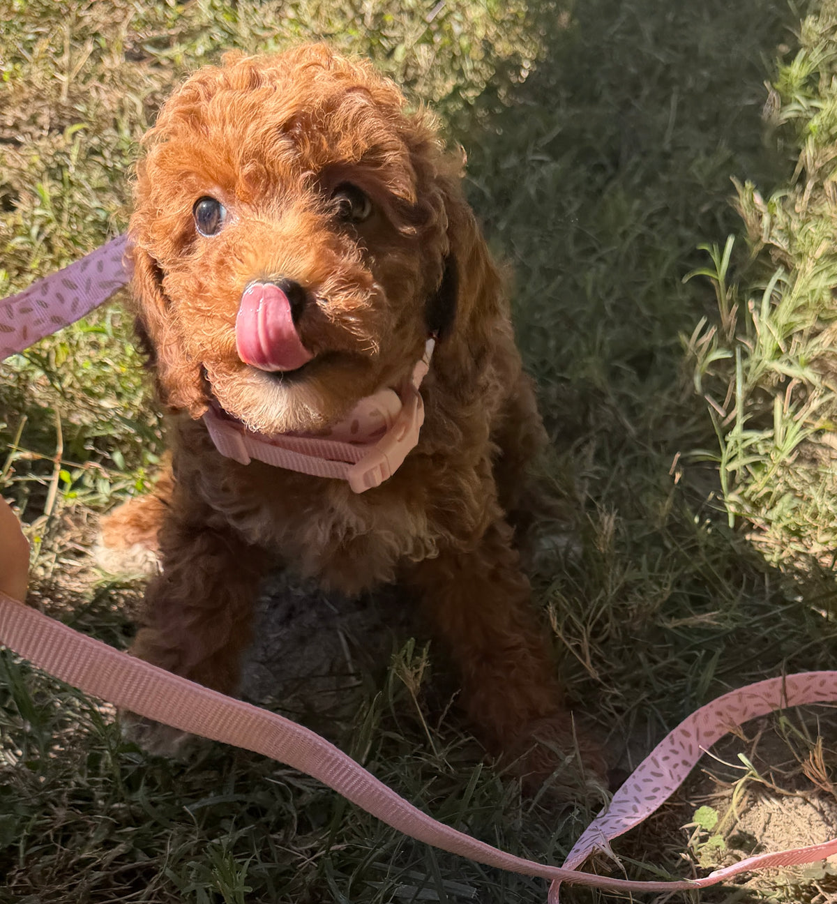 Ruby Rose 🌹 Toy Poodle