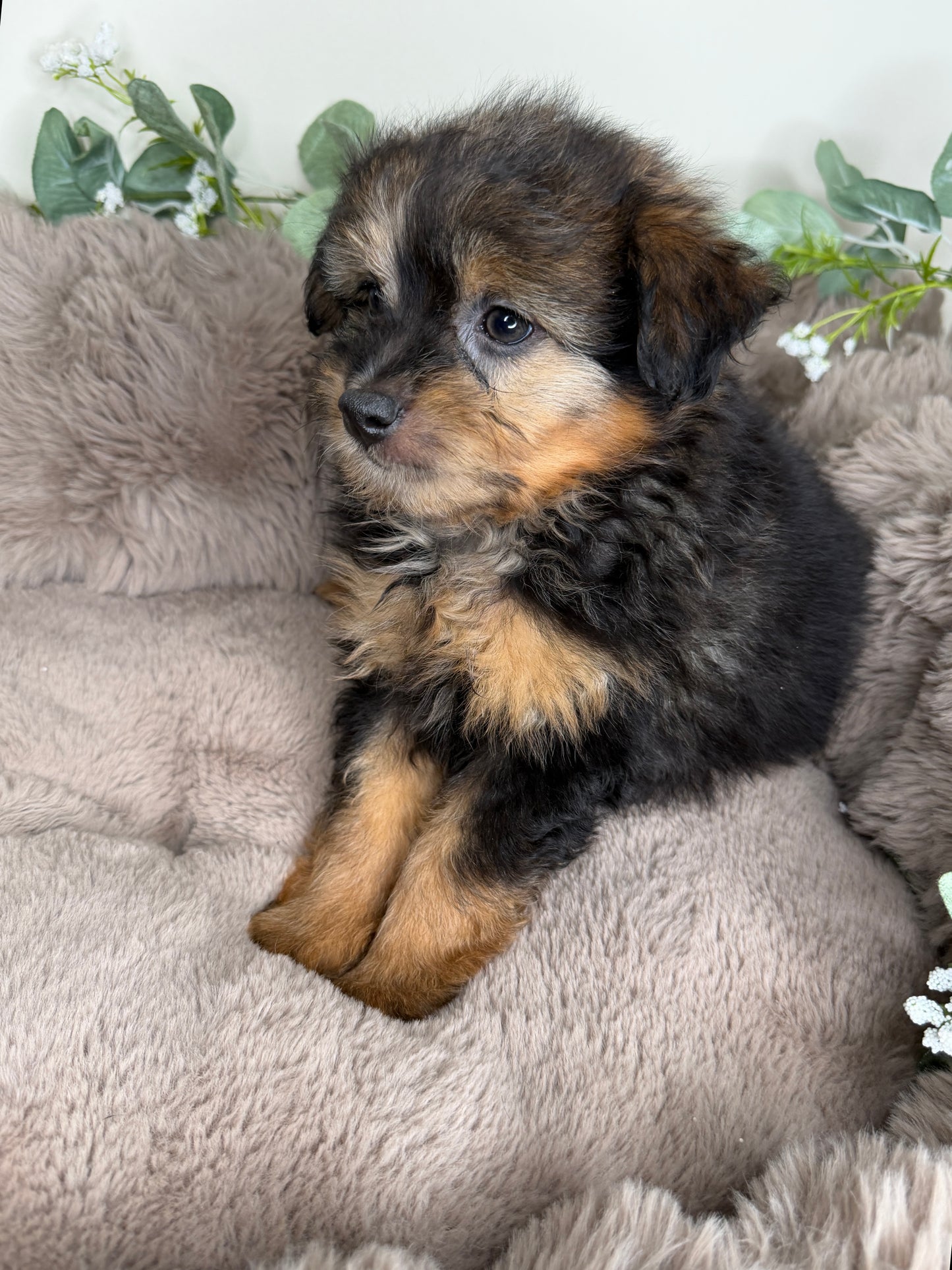 Phantom 🩶 | Male PomaPoo Puppy