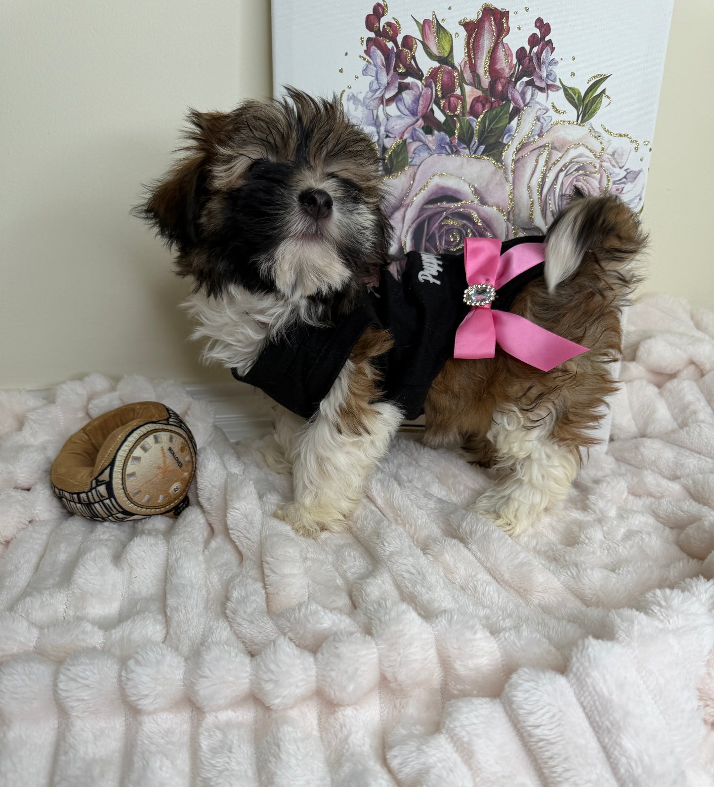 Paris Monroe✨ Female Havanese