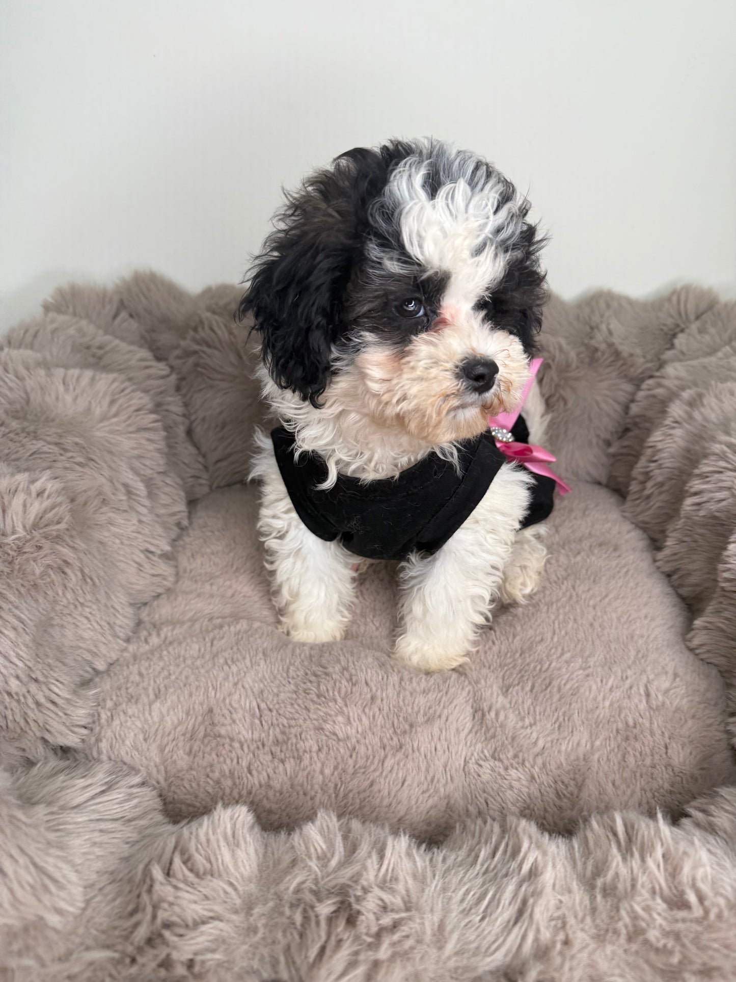 Lillian “Lil” 🌸 | Female Maltipoo