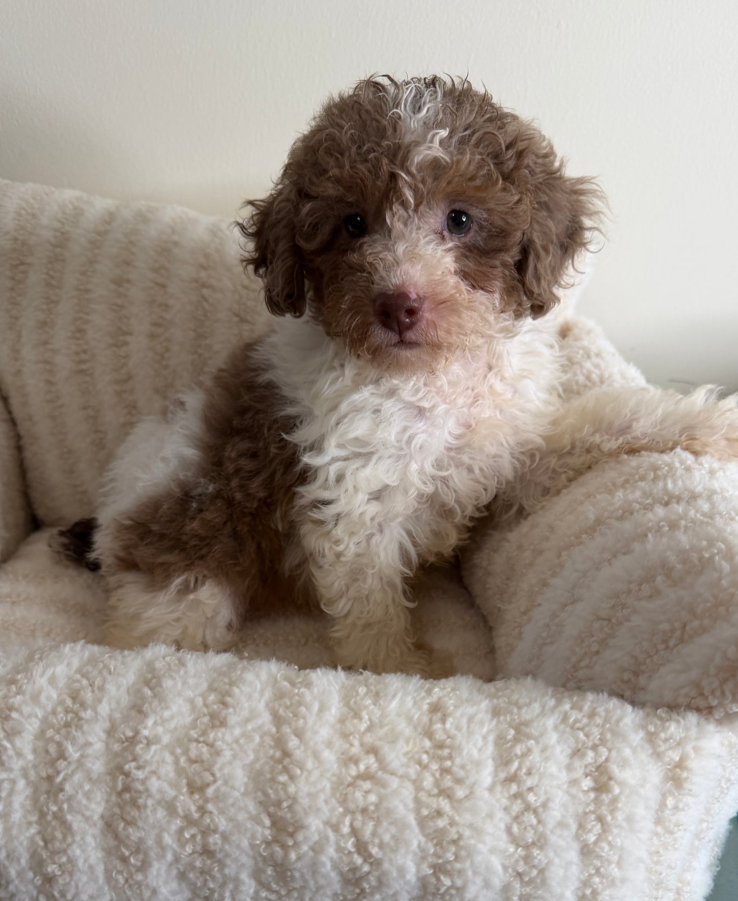 Chase 💙 | Male Toy Poodle