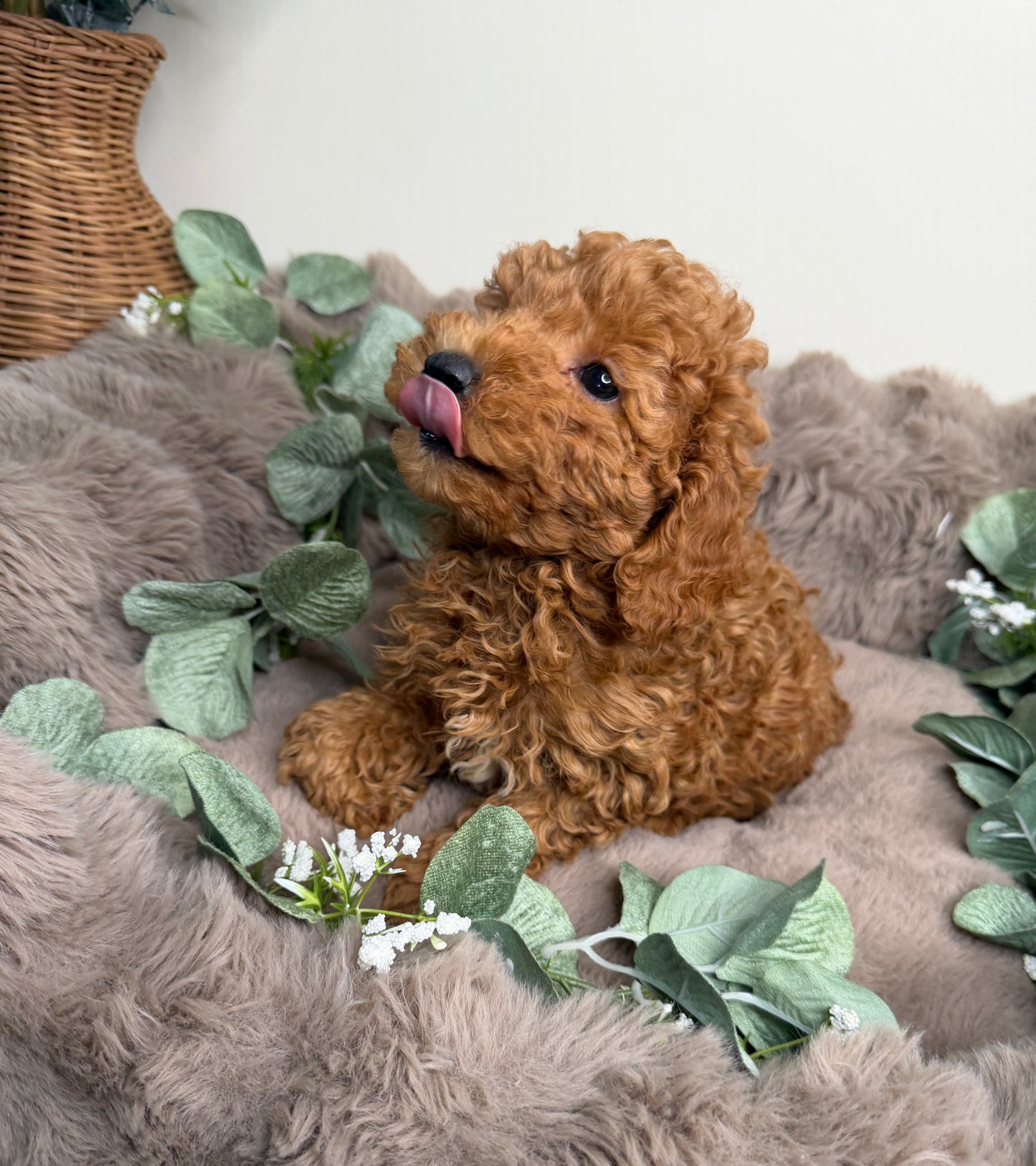 Honey 🍯 | Female Goldendoodle Puppy