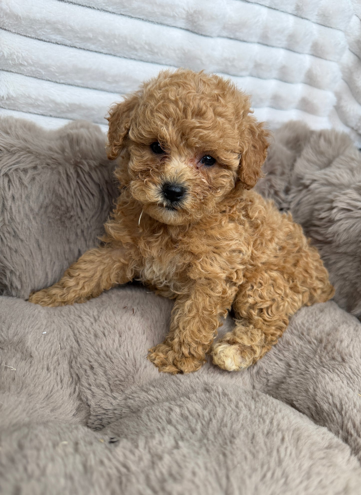 Toast 🧸 | Male Toy Cavapoo