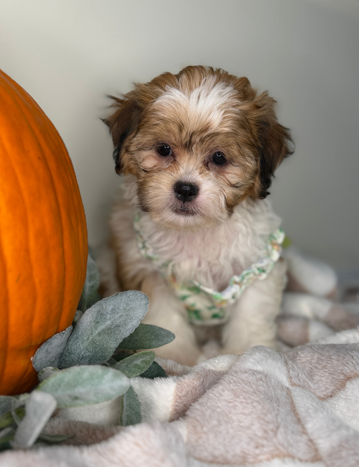 Clover: Maltipoo Girl