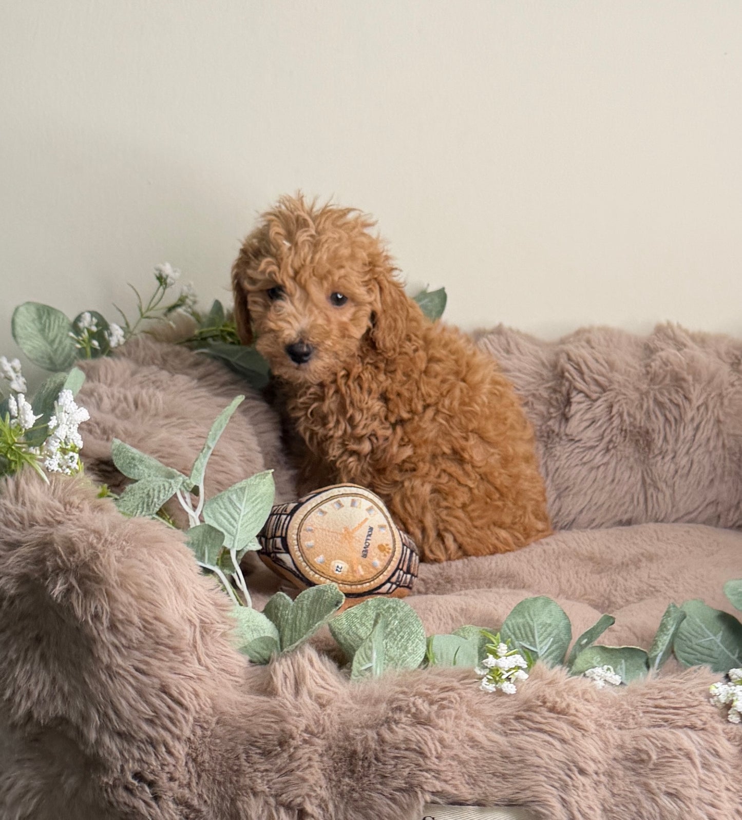 Jace ✨ | Male Toy Poodle