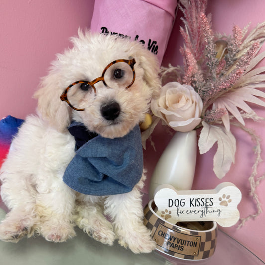 “Charlie” AKC & ACA Bichon Frise