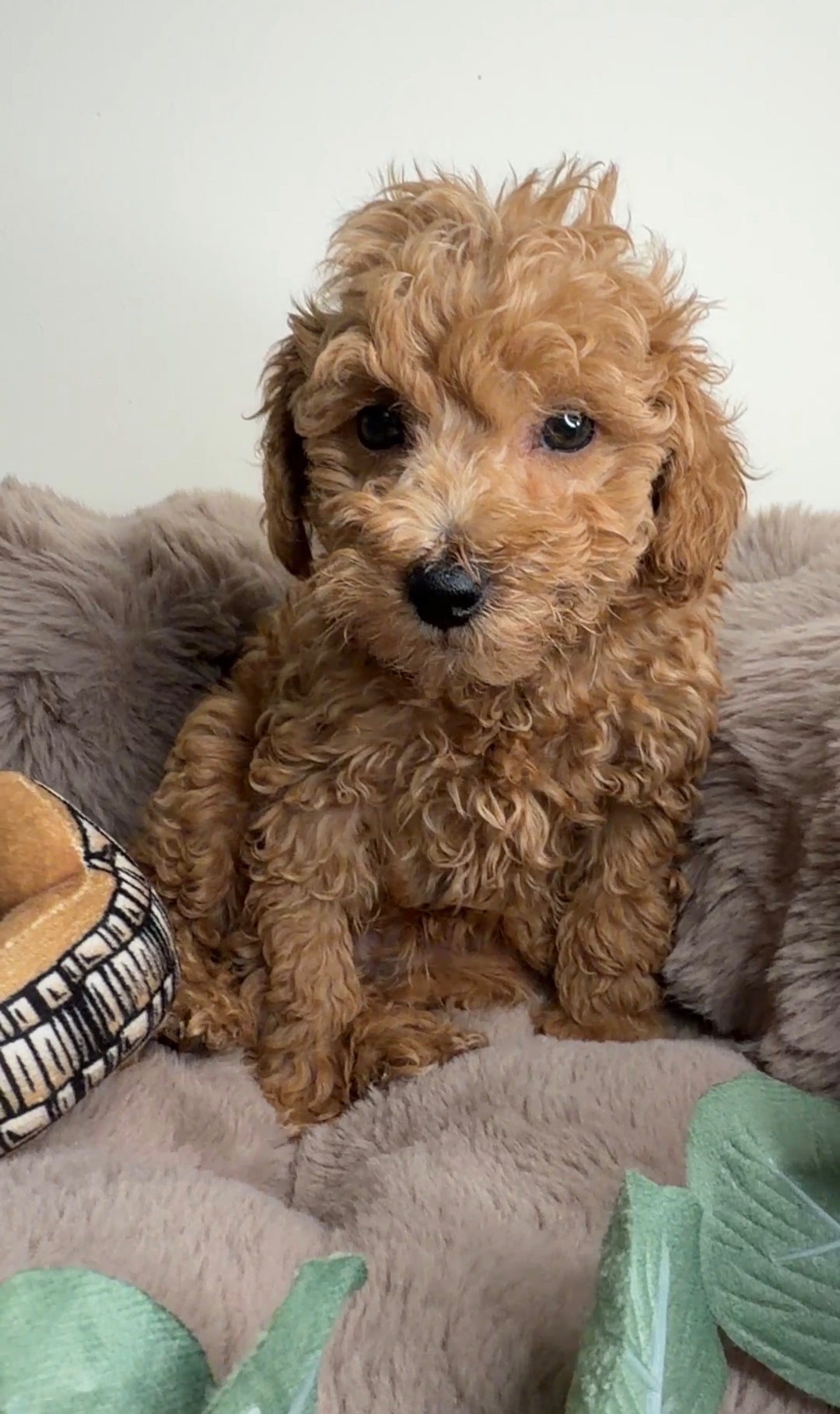 Jace ✨ | Male Toy Poodle