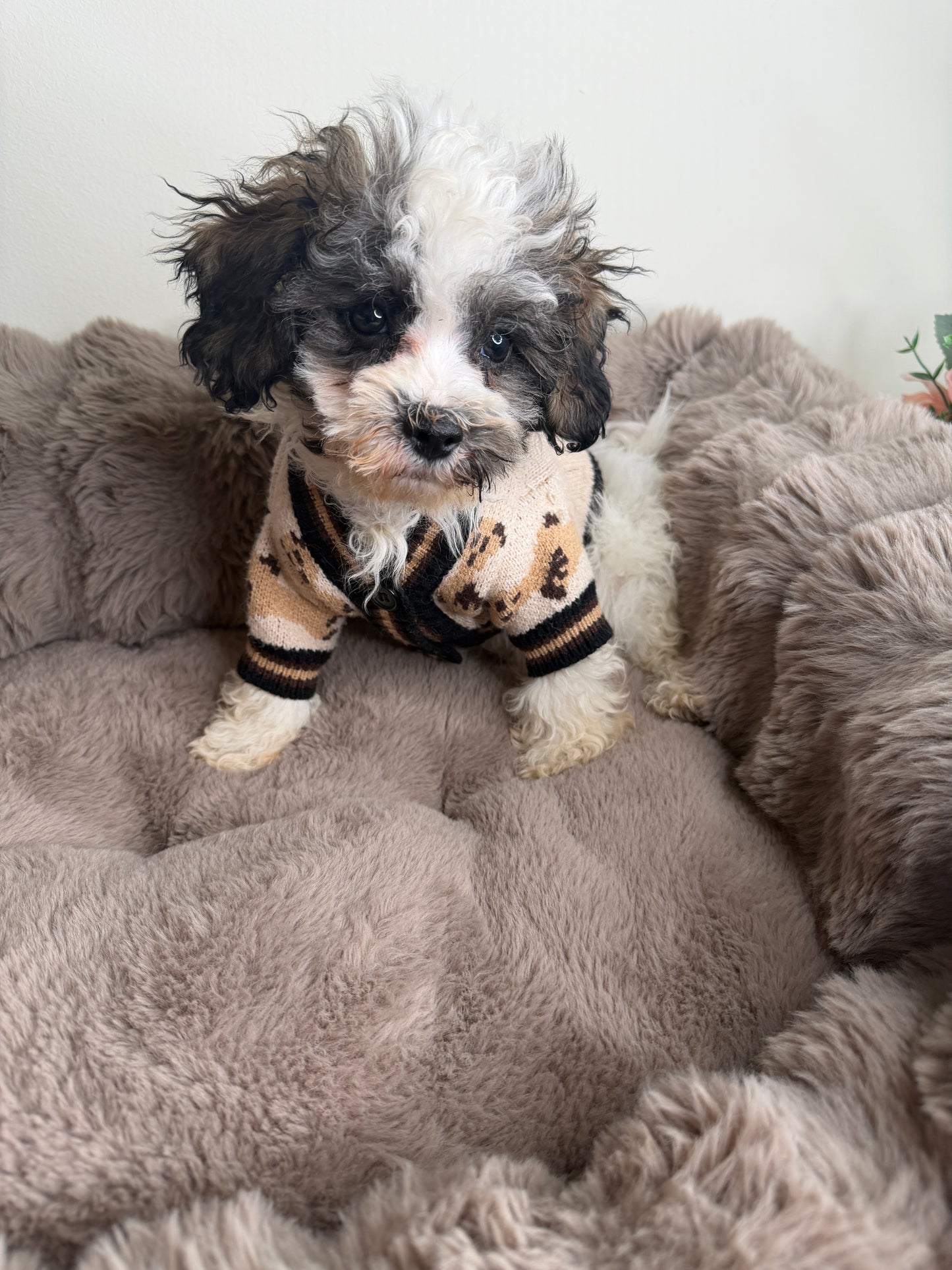 Phillip “Phil” 🐾 | Male Maltipoo