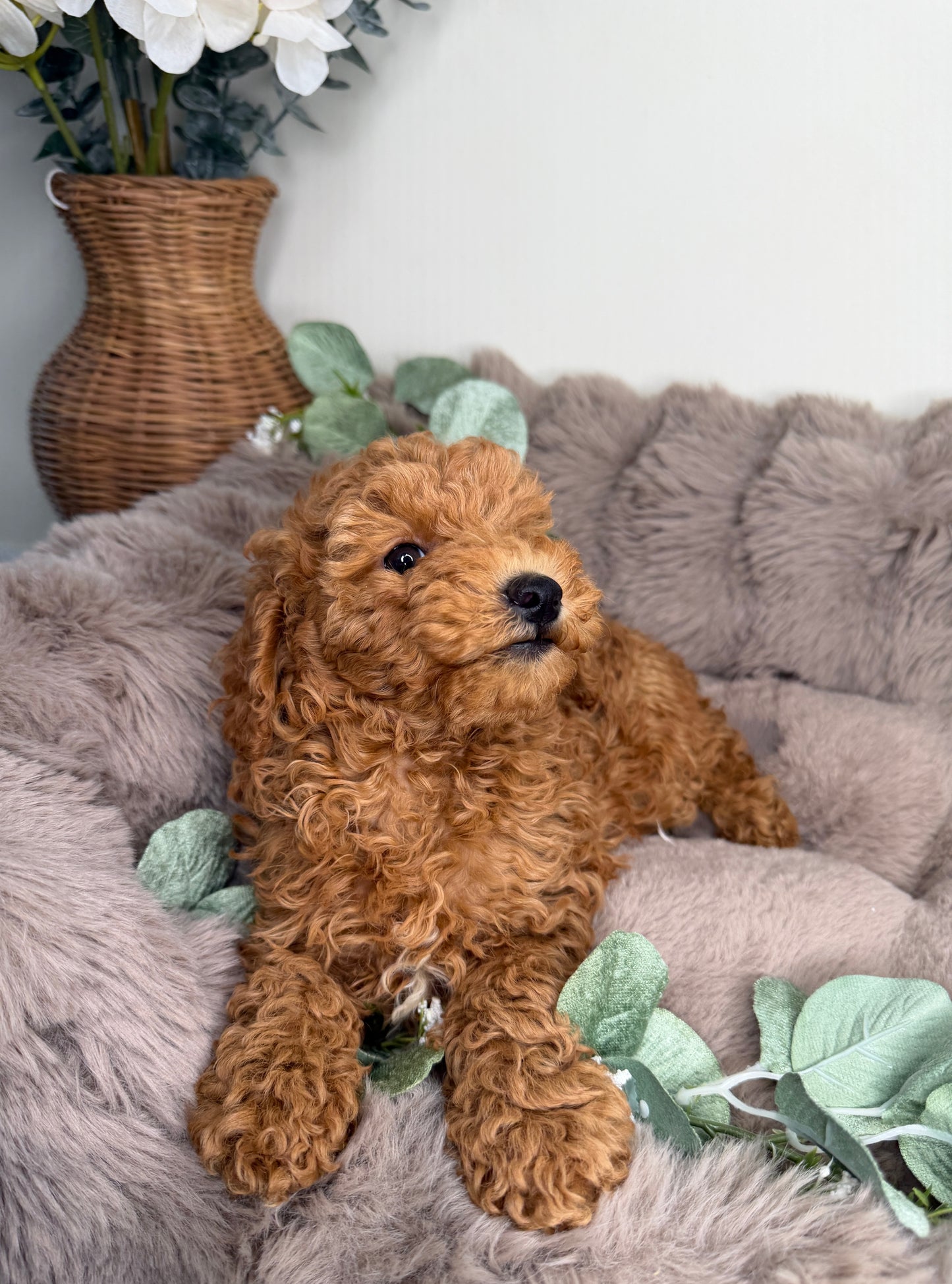 Honey 🍯 | Female Goldendoodle Puppy