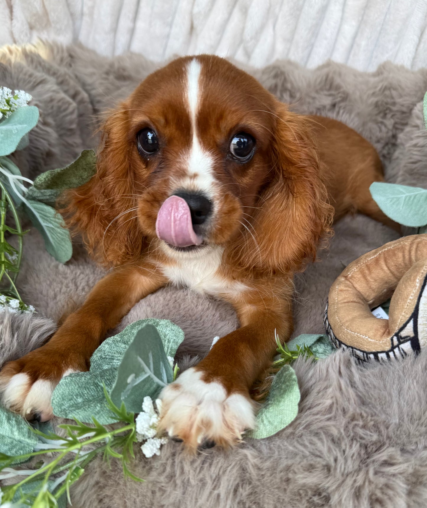 Roscoe 👑 | Male Cavalier King Charles Spaniel