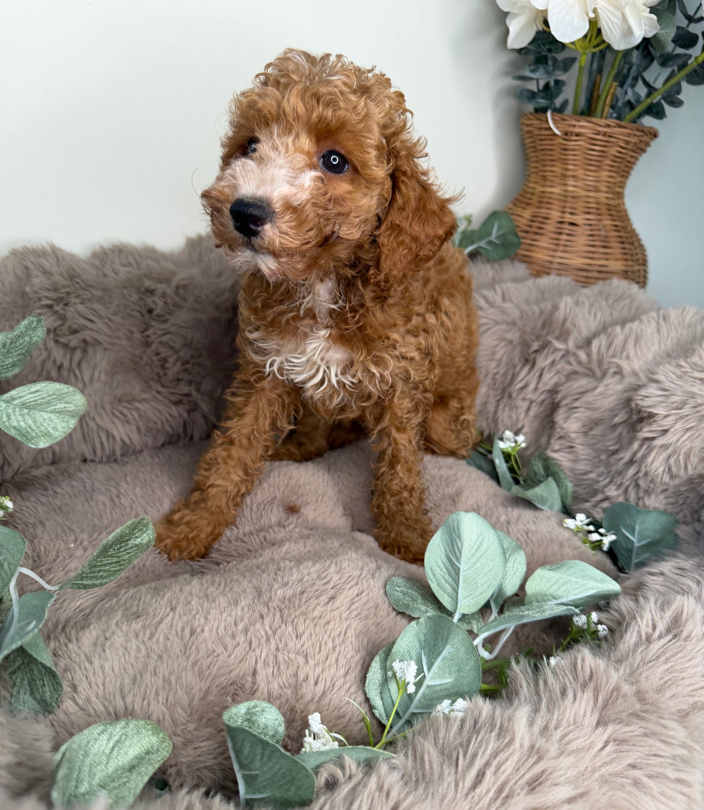 Delilah 🌸 | Female Cockapoo Puppy