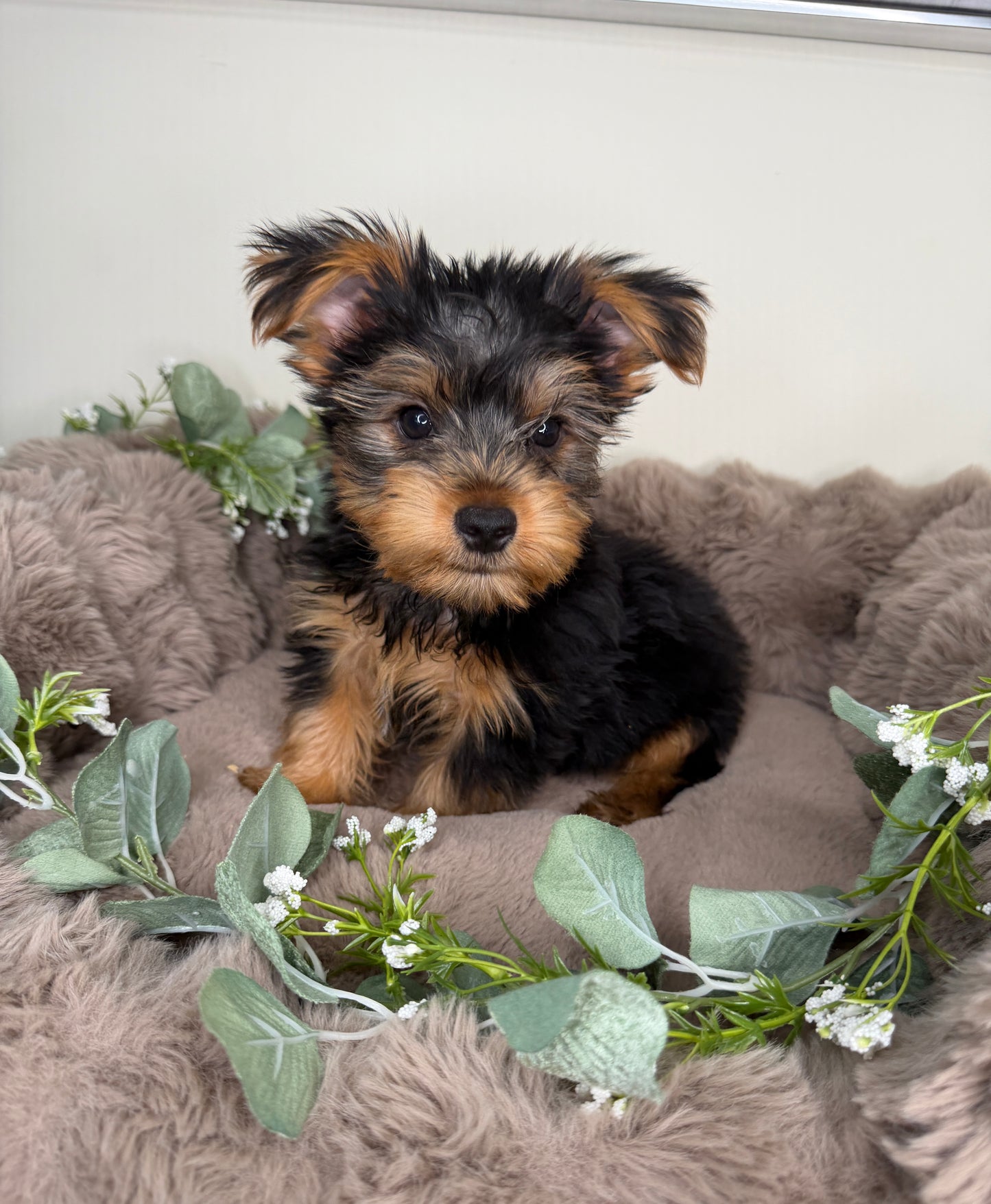 Hugo 💙 | Male Yorkshire Terrier