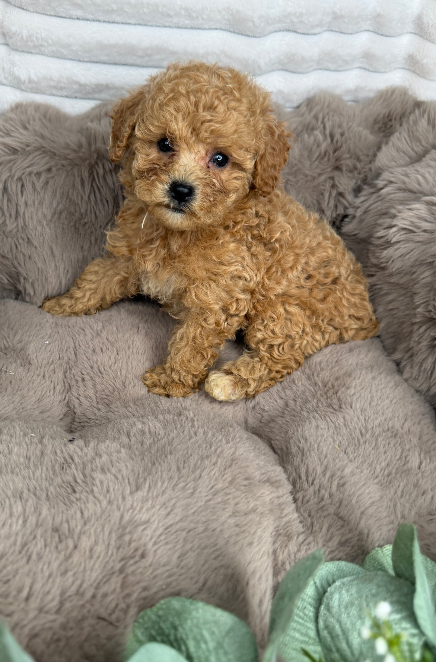 Toast 🧸 | Male Toy Cavapoo