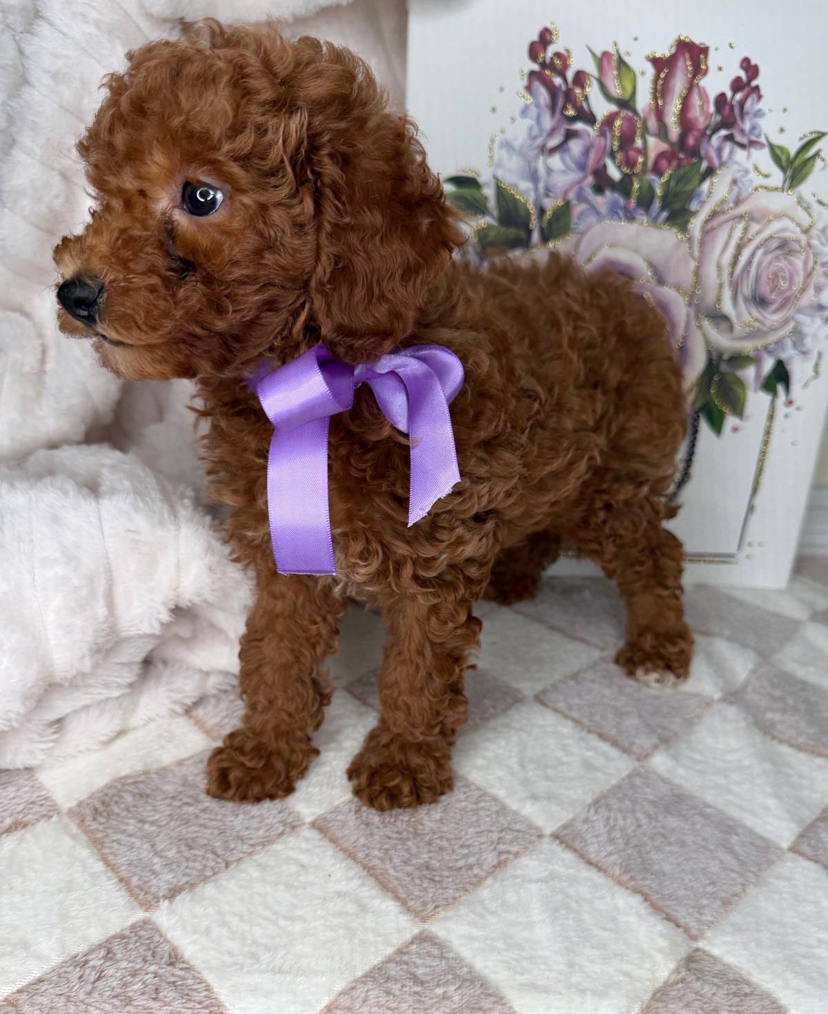 Muffin 🎀 | Female Toy Goldendoodle Puppy