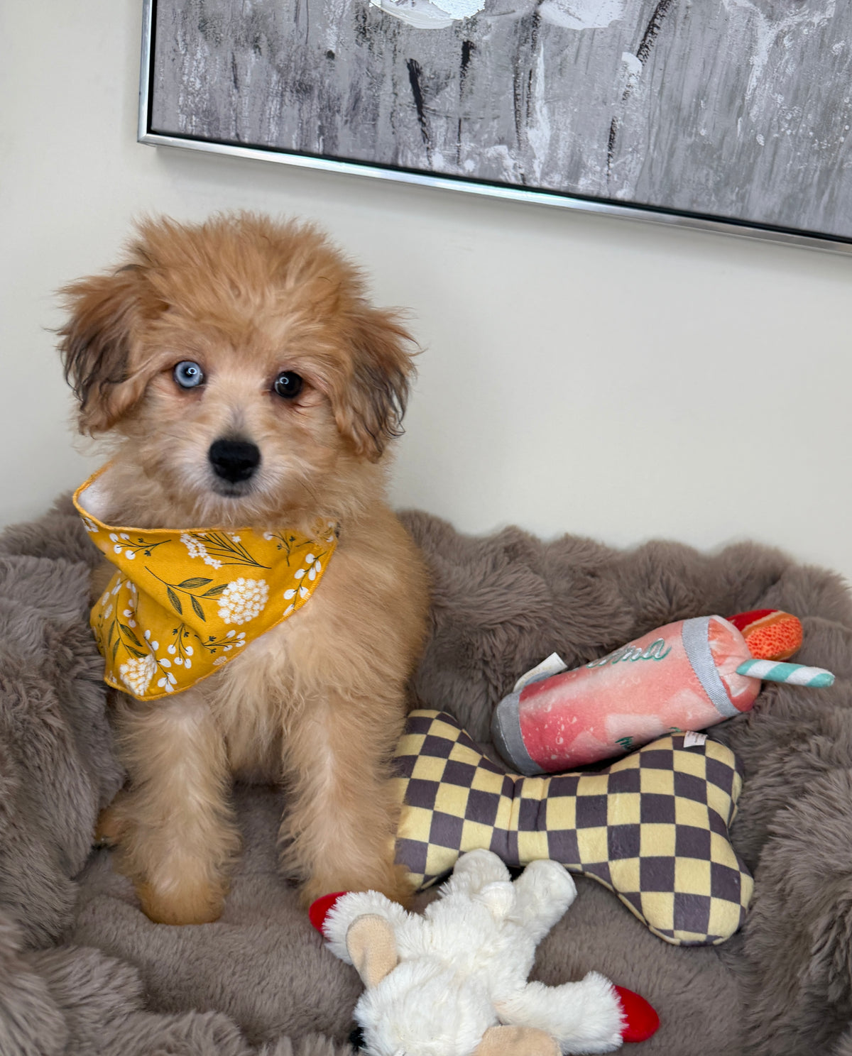 “Xena” Miniature Pomapoo!