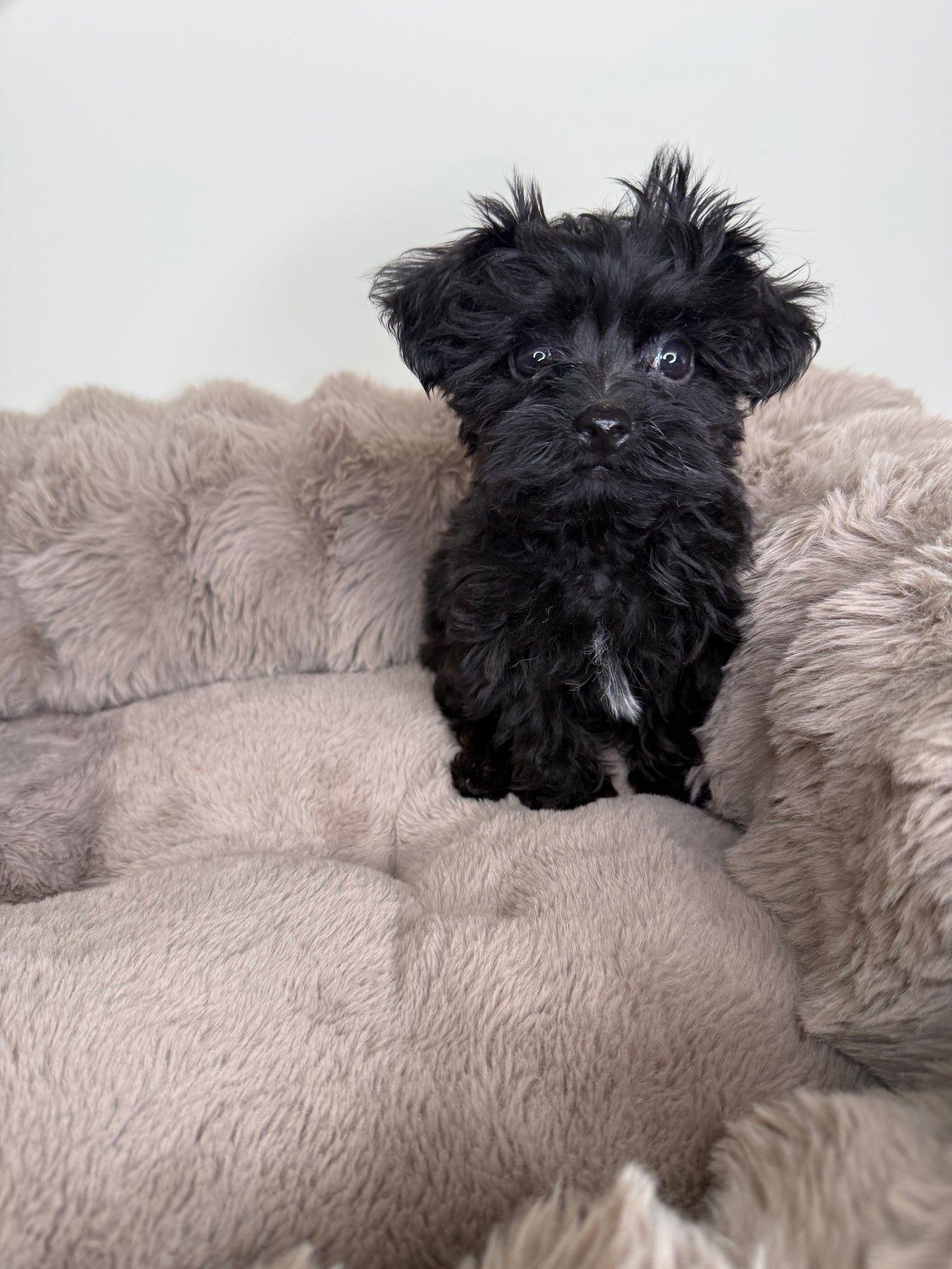 Baby Louie | Yorkie-poo
