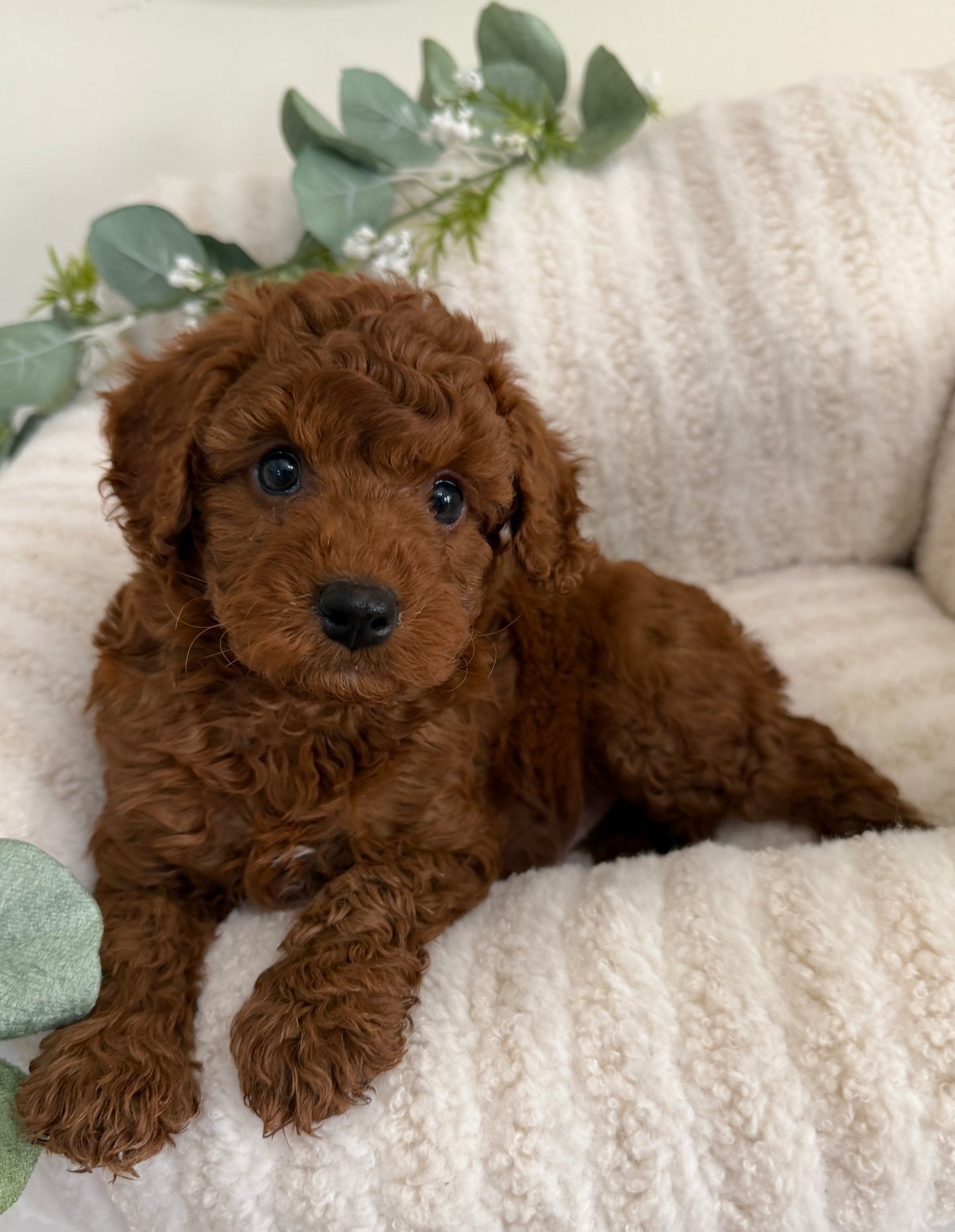 Dallas Walker 🤎 Cavapoo
