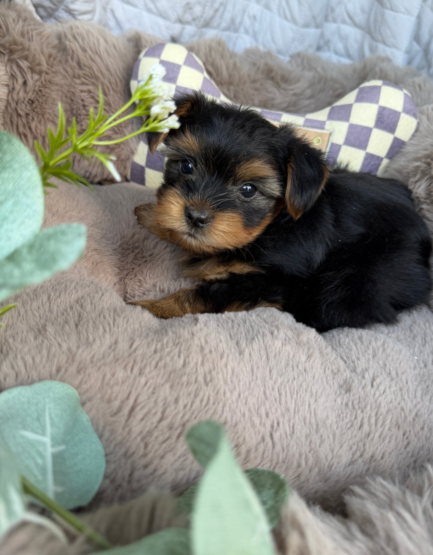 Luca 💙 | Male Toy Yorkie