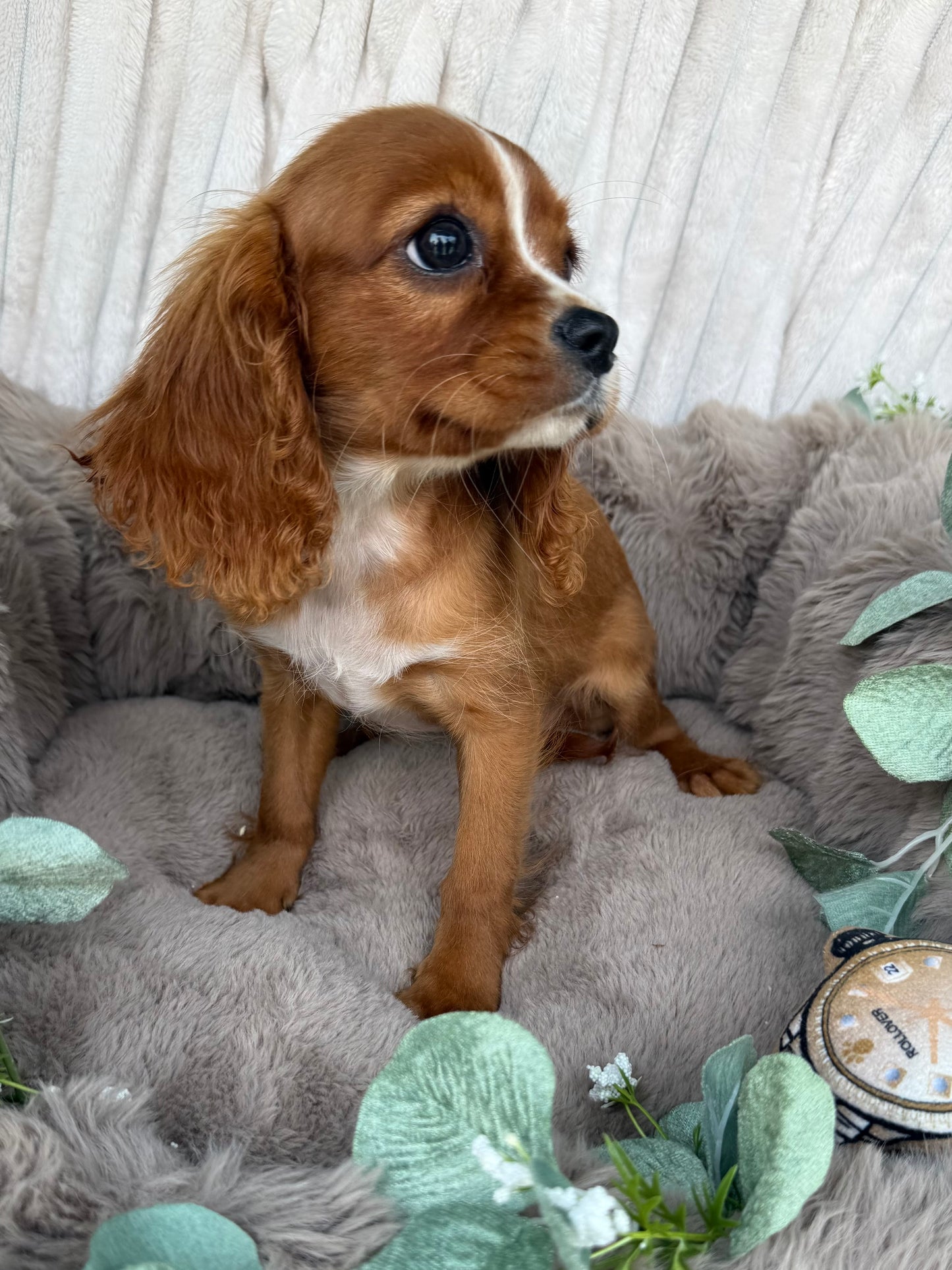 Ruby ❤️ | Female Cavalier King Charles Spaniel