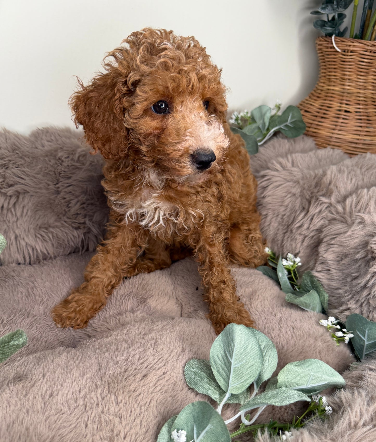 Delilah 🌸 | Female Cockapoo Puppy