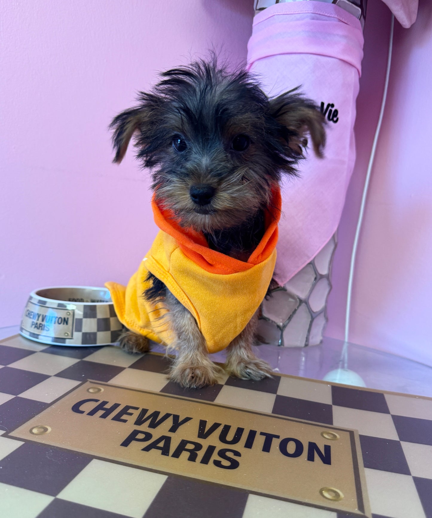 “Baxter” - Male Yorkshire Terrier (Yorkie) Puppy