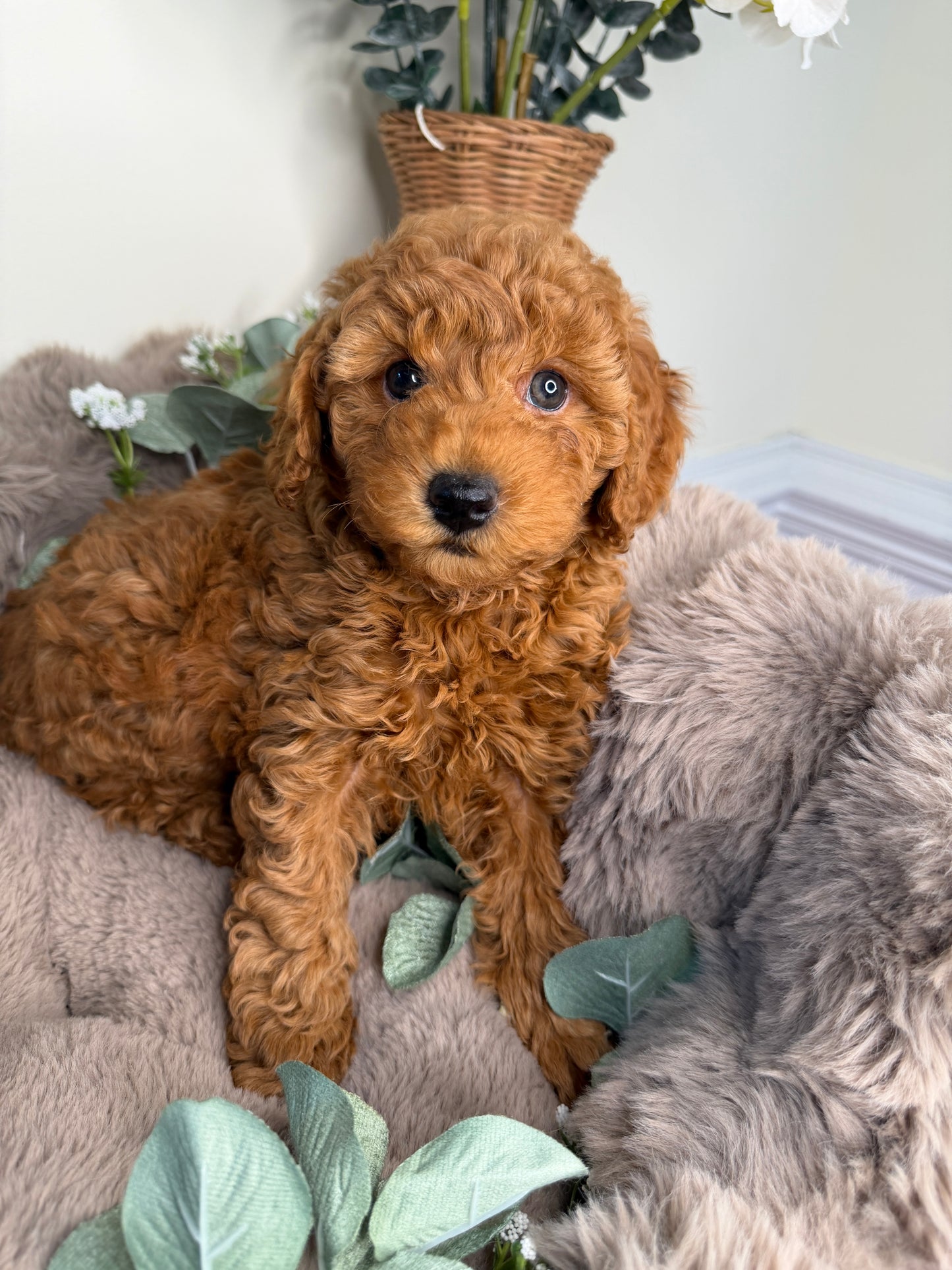 Teddy 🧸 | Male Goldendoodle Puppy