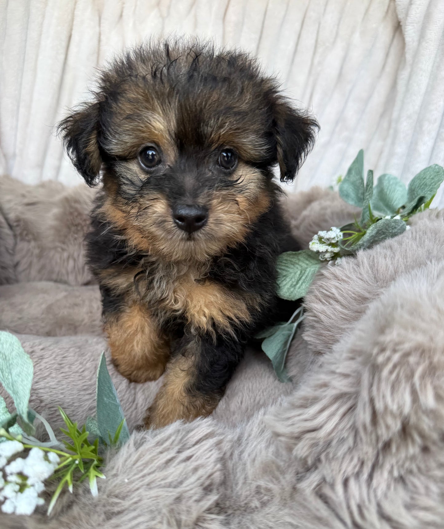 Phantom 🩶 | Male PomaPoo Puppy