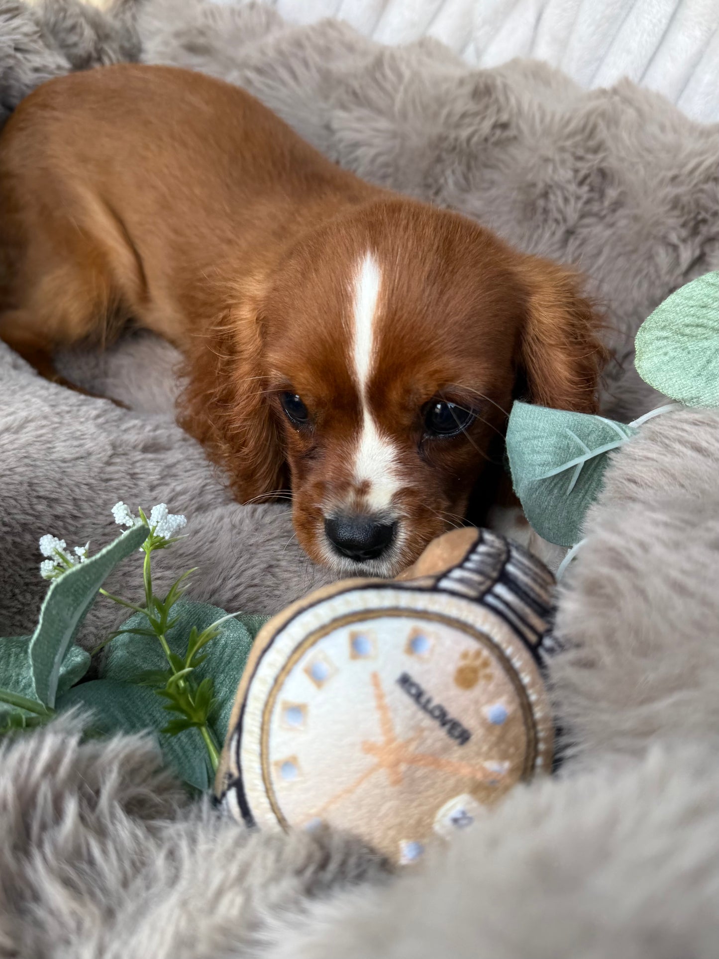 Roscoe 👑 | Male Cavalier King Charles Spaniel