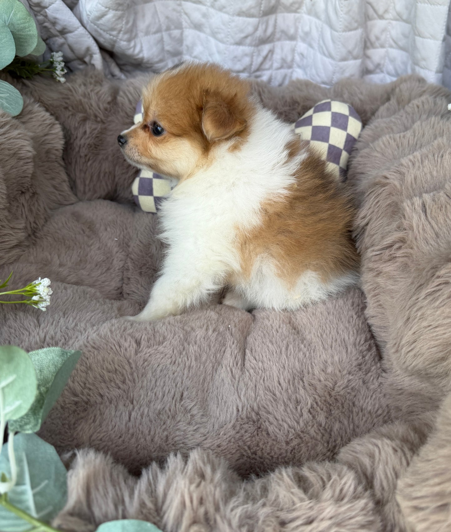 Millie Mae 🩷 | Female Toy Pomeranian