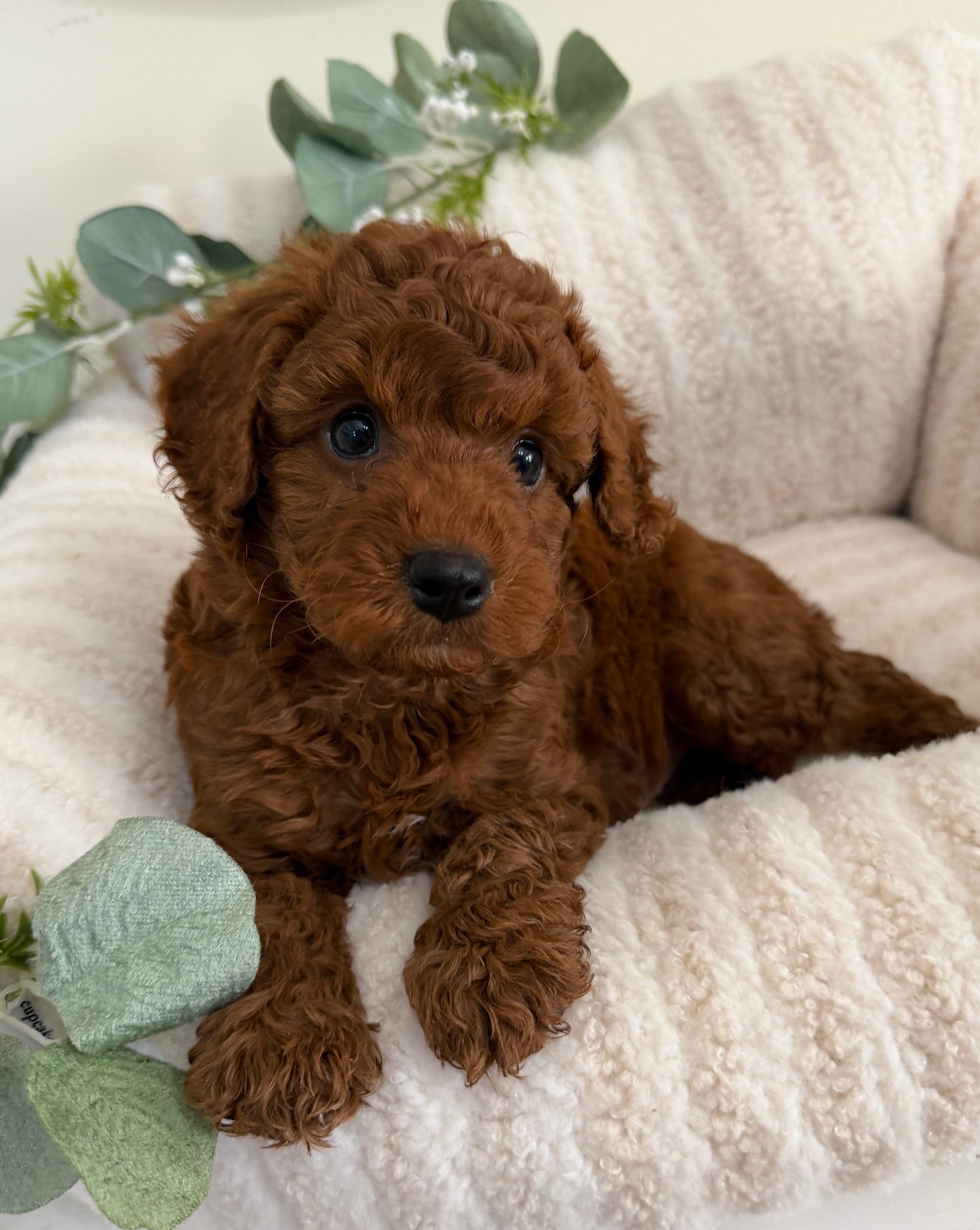 Dallas Walker 🤎 Cavapoo