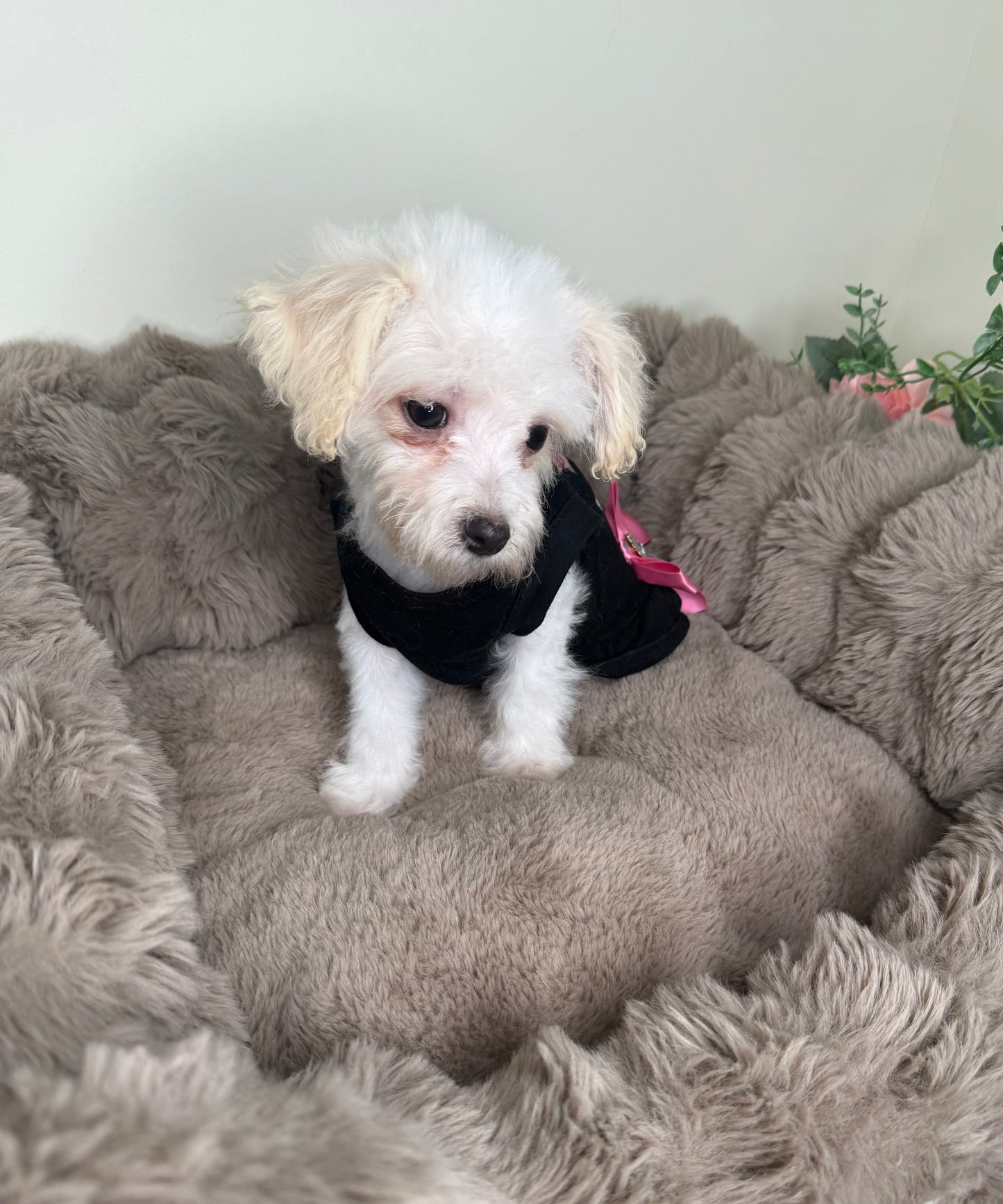 Daisy 🌼 | Female Morkie