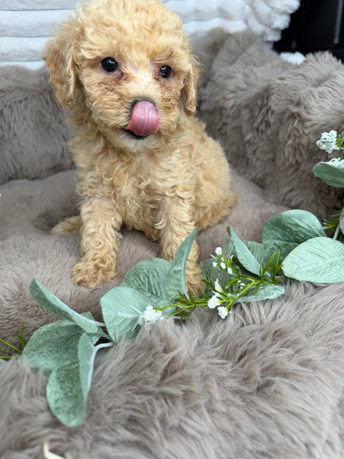 Toffee 🤎 | Male Cavapoo Puppy