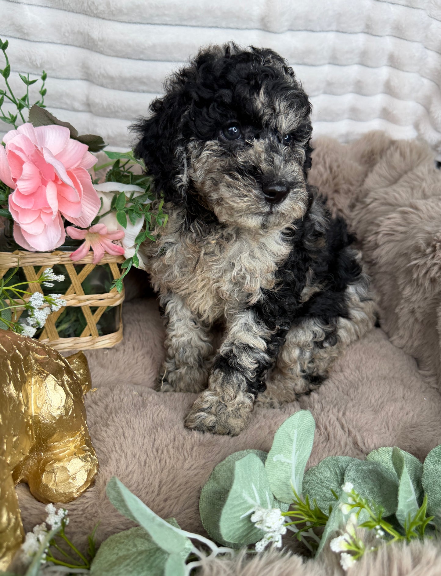 Titan 💙 | Blue Merle Toy Poodle