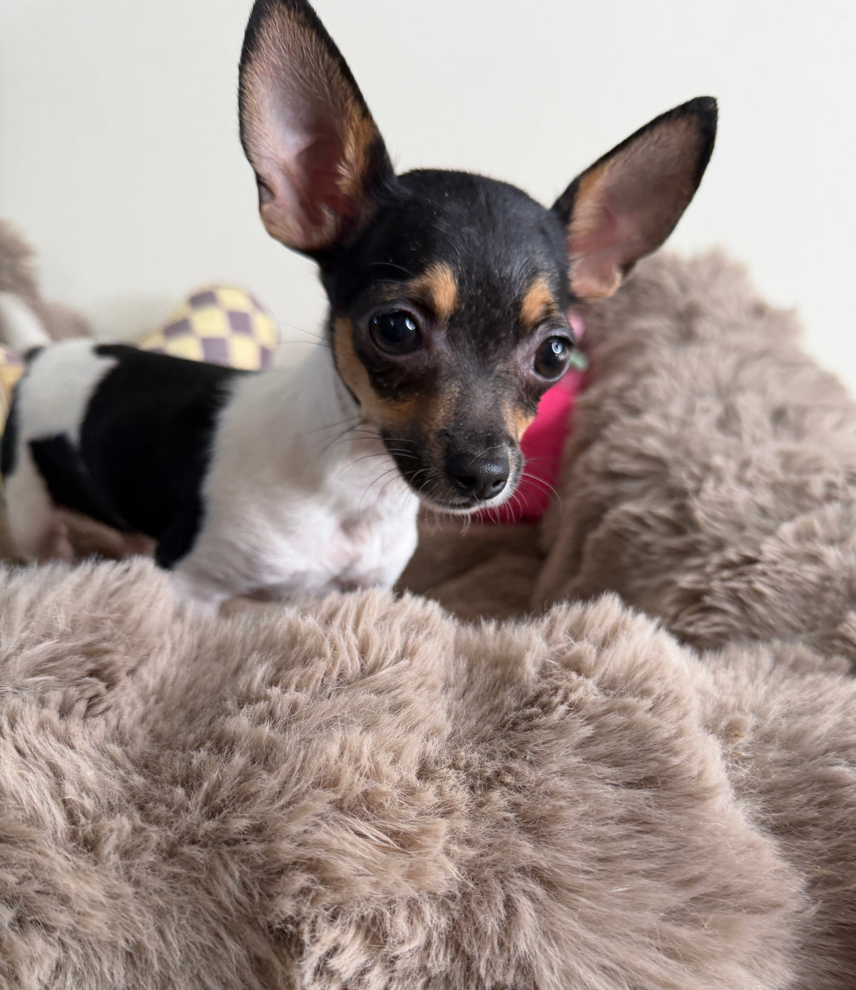 Saint 💙 | Male Toy Chihuahua Puppy