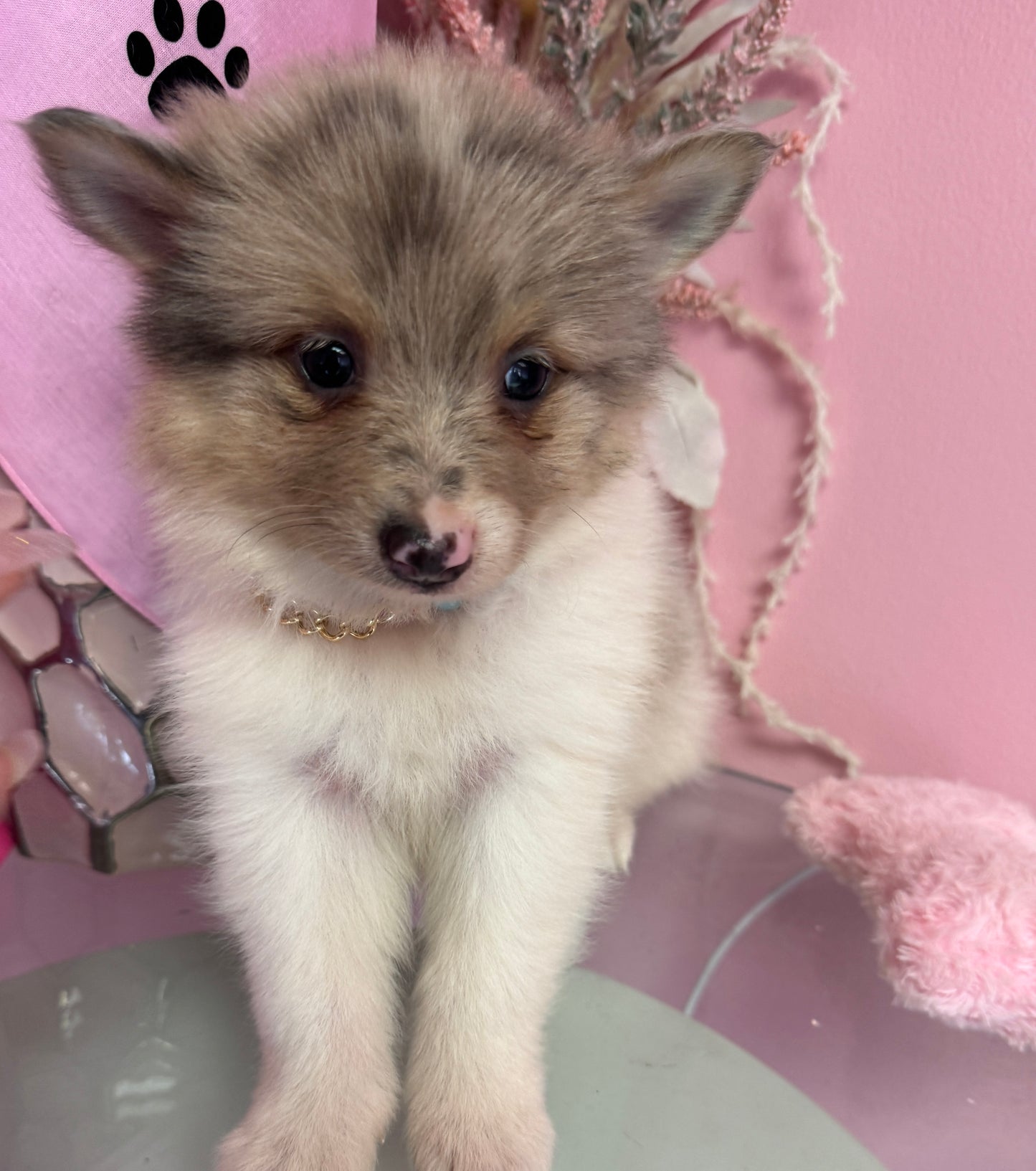 Nala” Pomsky