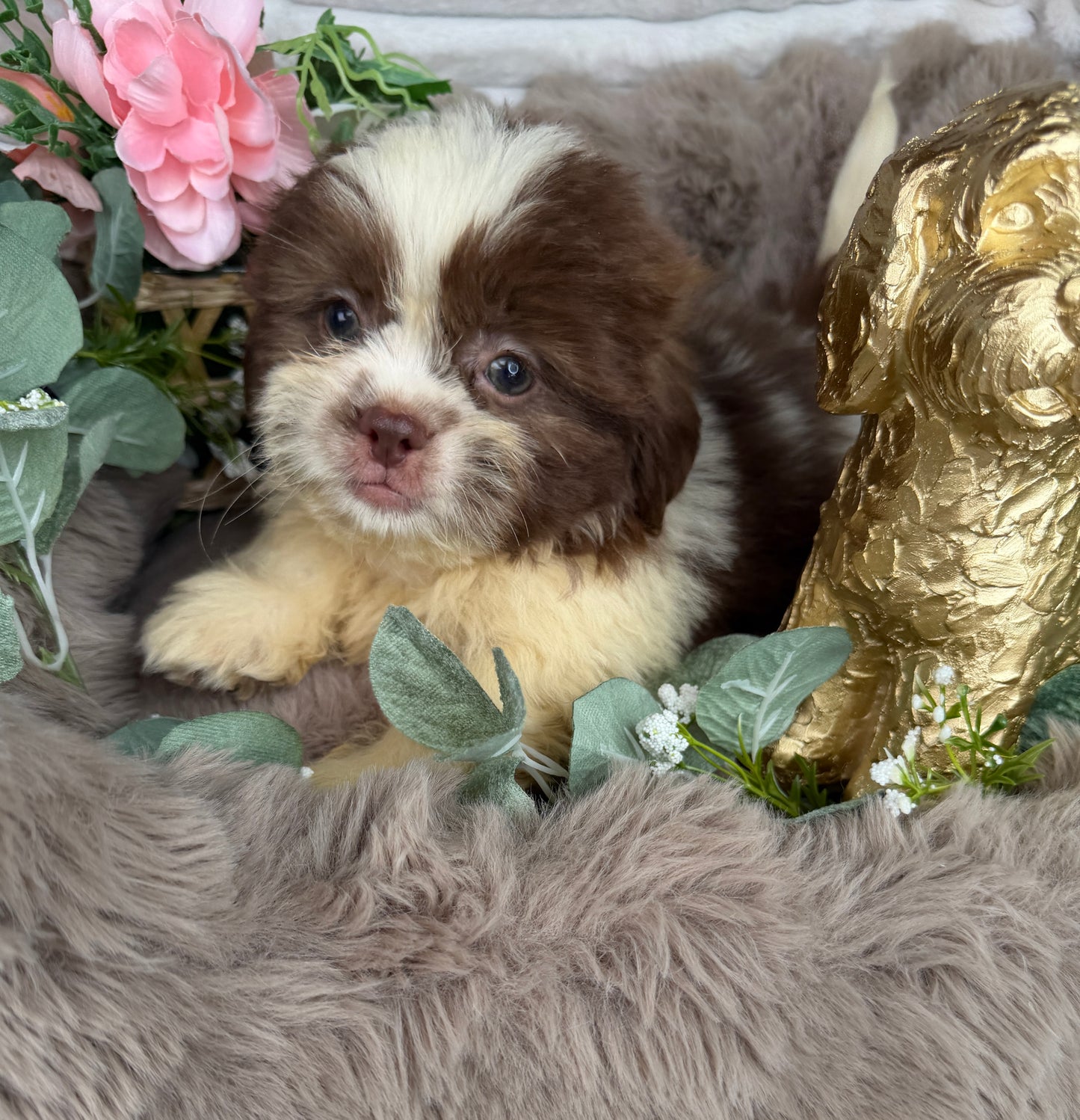 Chewy 🧸 | Male Teddy Bear Puppy
