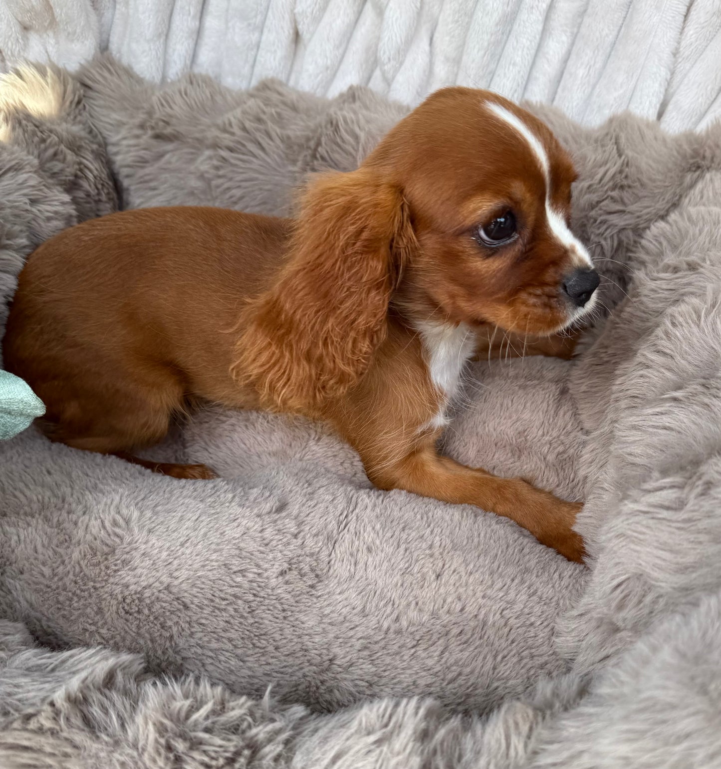 Roscoe 👑 | Male Cavalier King Charles Spaniel