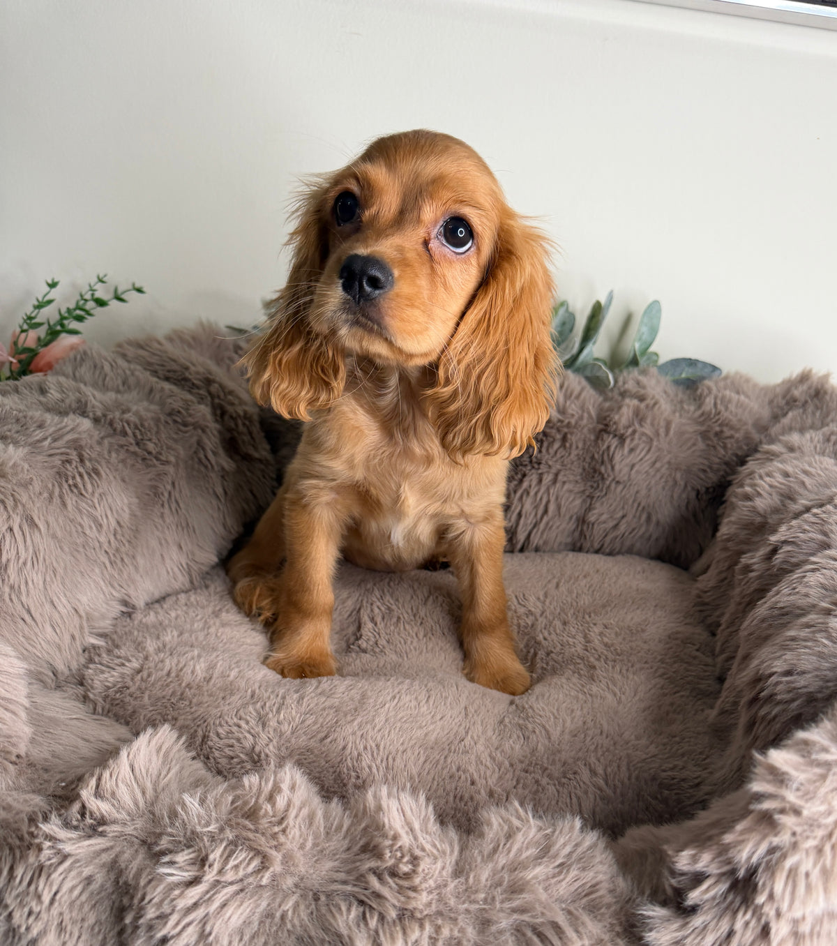 Meet Honey 🍯🤎 Female Cocker Spaniel